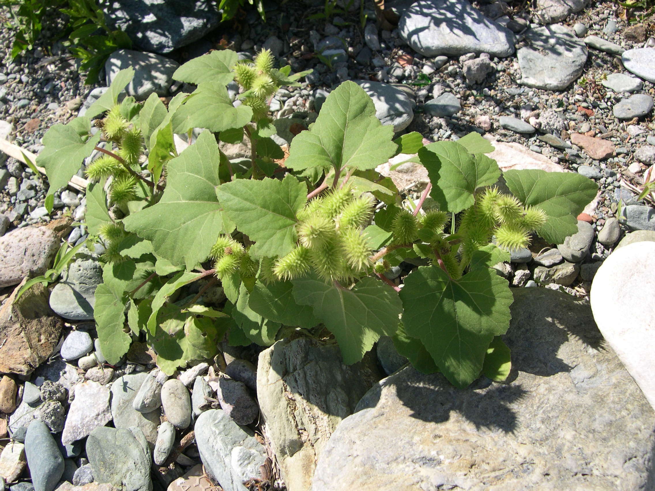 Afficher le média xanthium_italicum4md xanthium_italicum4md