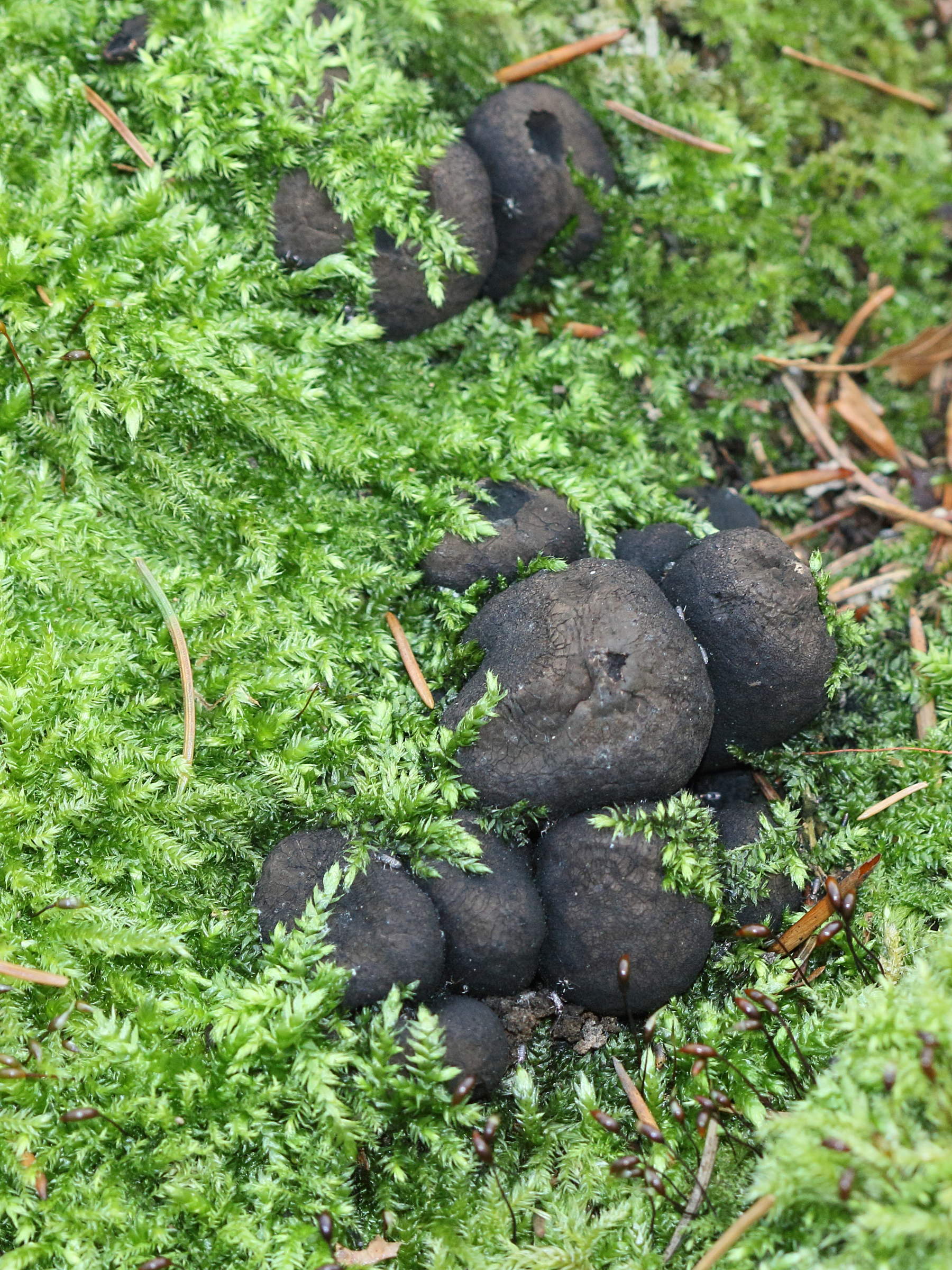 Afficher le média xylaria_polymorpha4bd xylaria_polymorpha4bd