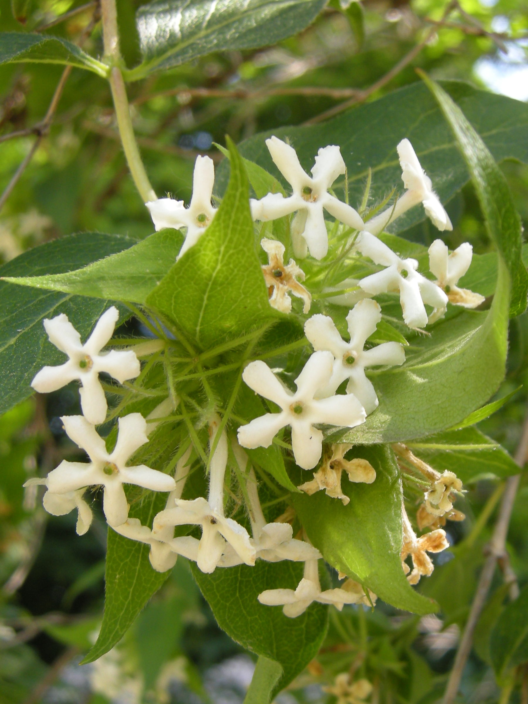 abelia_triflora4md
