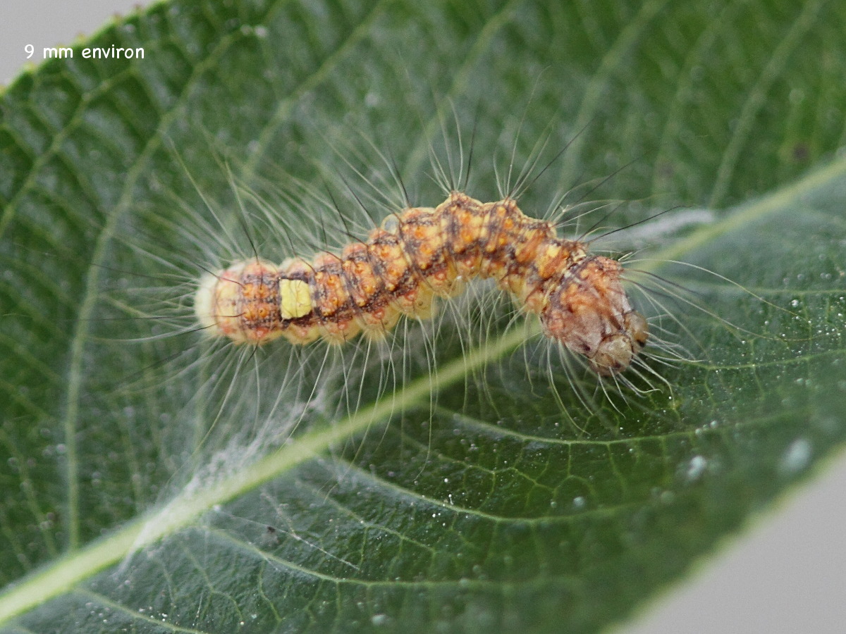 acronicta_megacephala_ch1bd