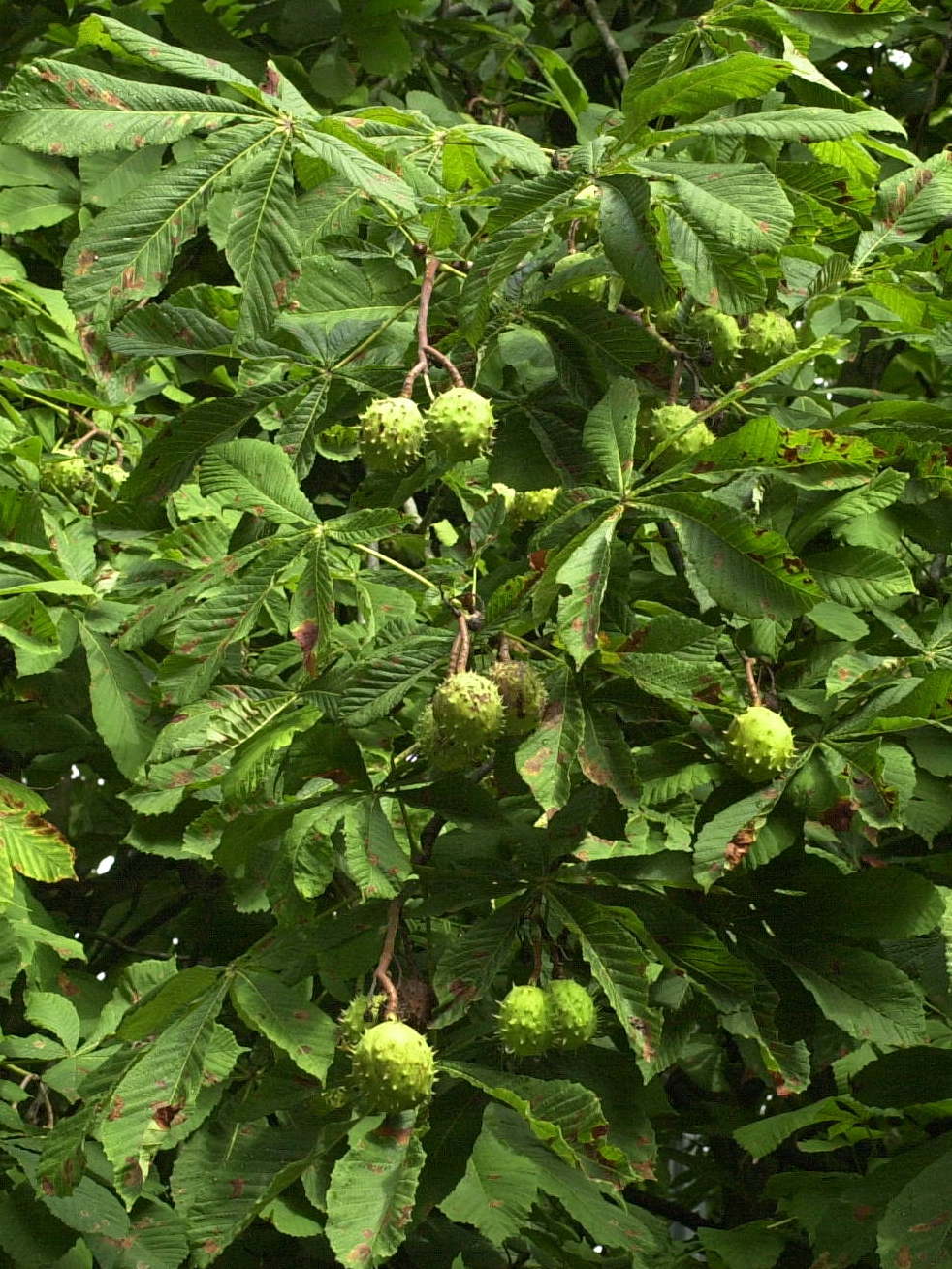 Afficher le média aesculus_hippocastanum2md aesculus_hippocastanum2md