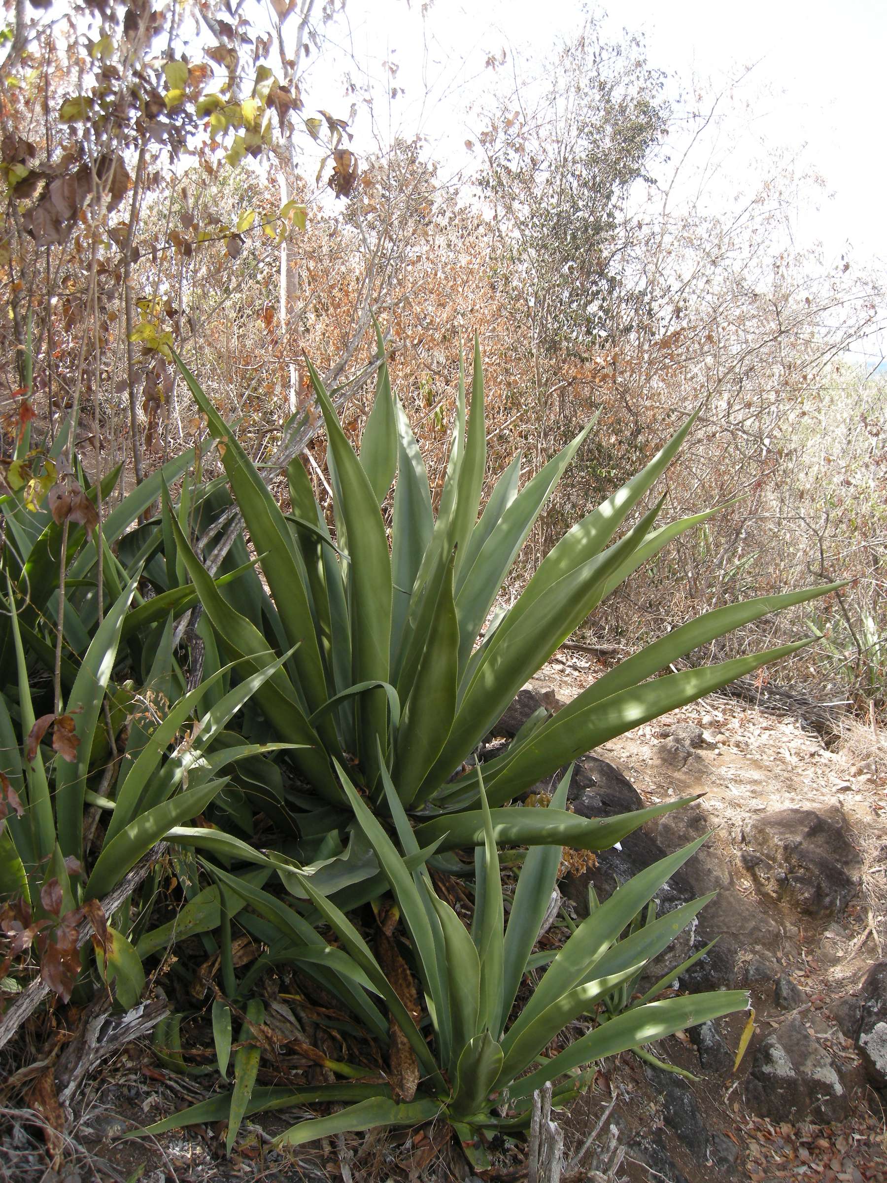 agave_caribaeicola2md