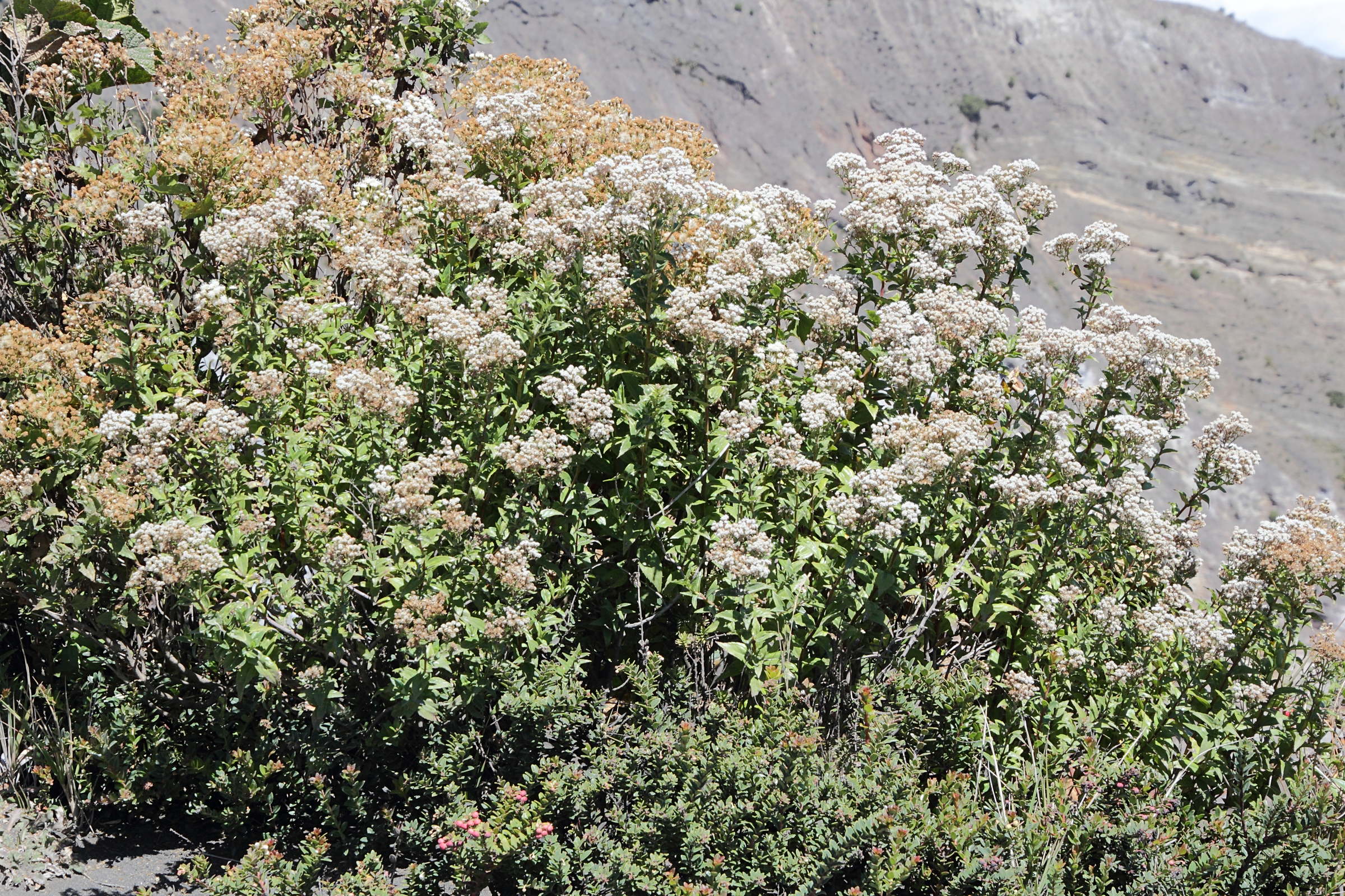 ageratina_anisochroma5md
