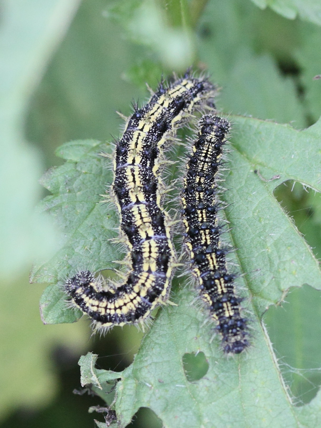 aglais_urticae_ch5md