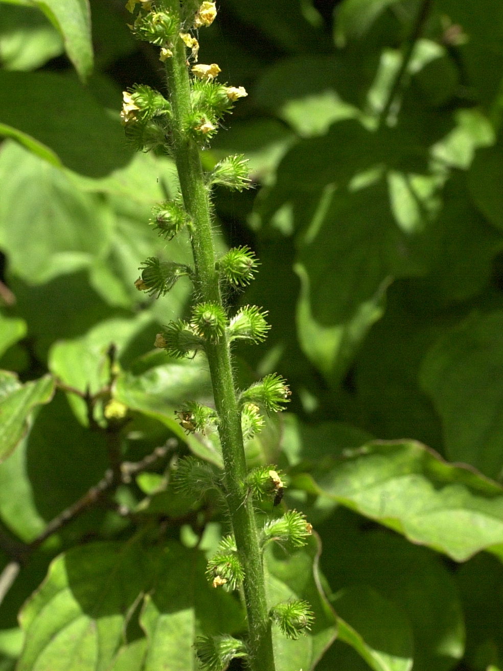 agrimonia_eupatoria3md