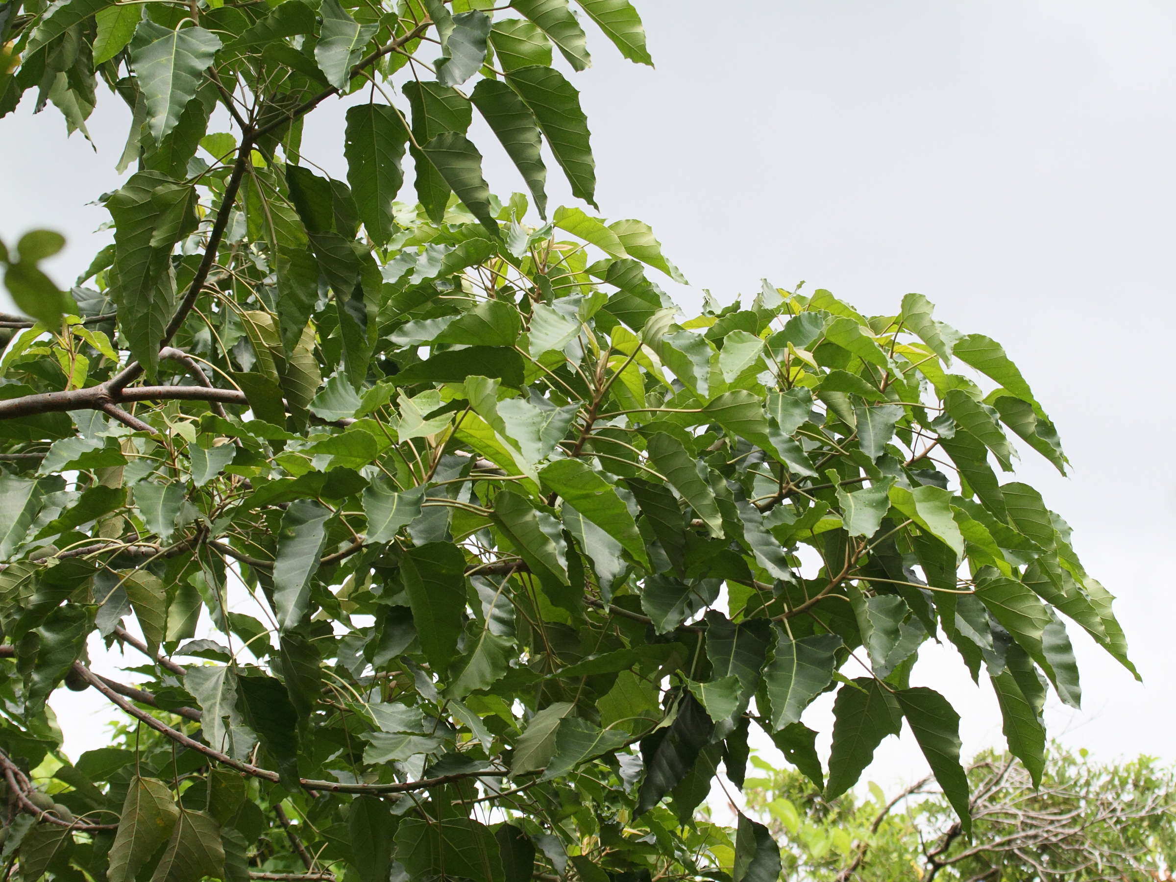 aleurites_moluccana2bd