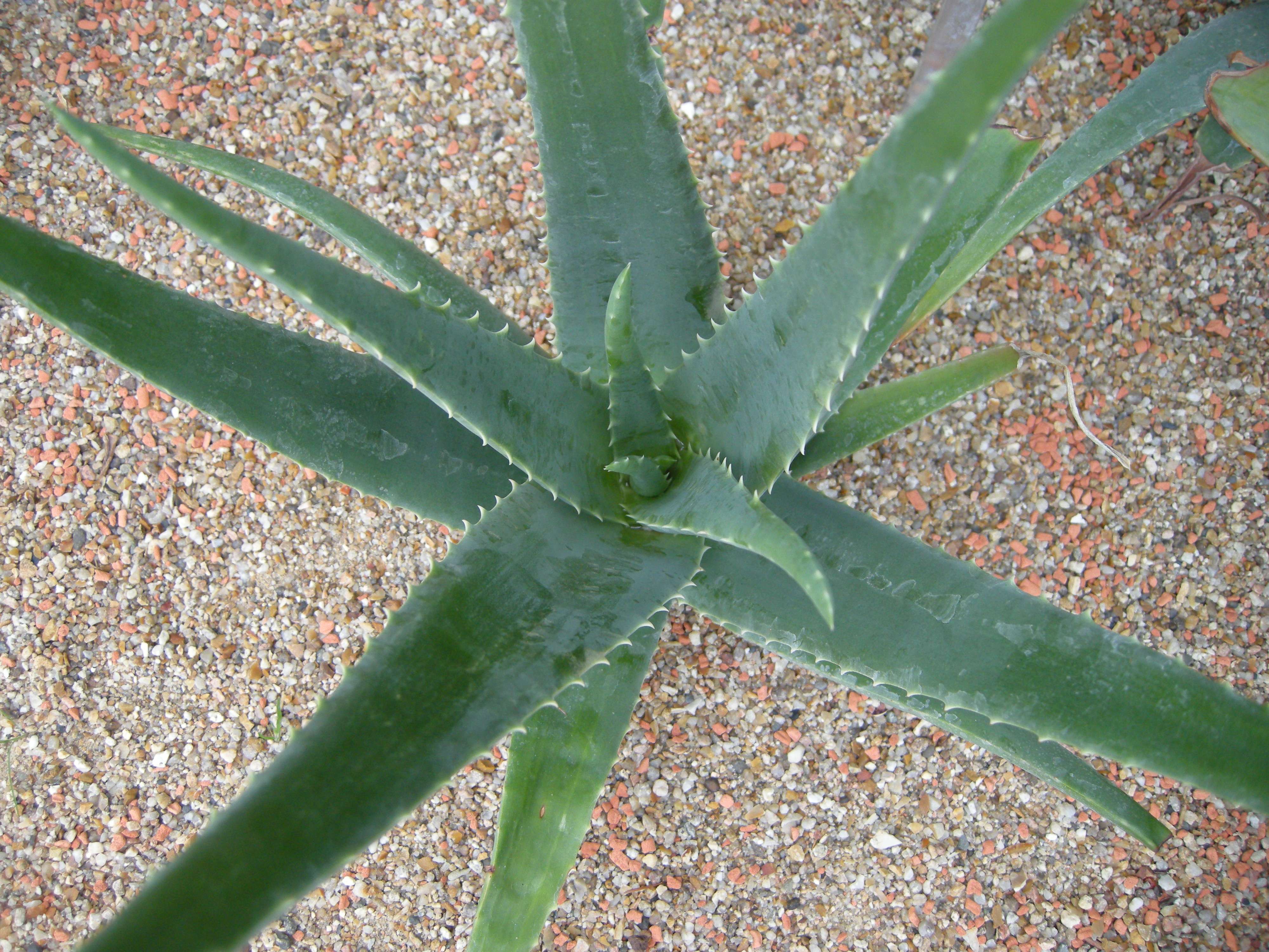 aloe_vera2md