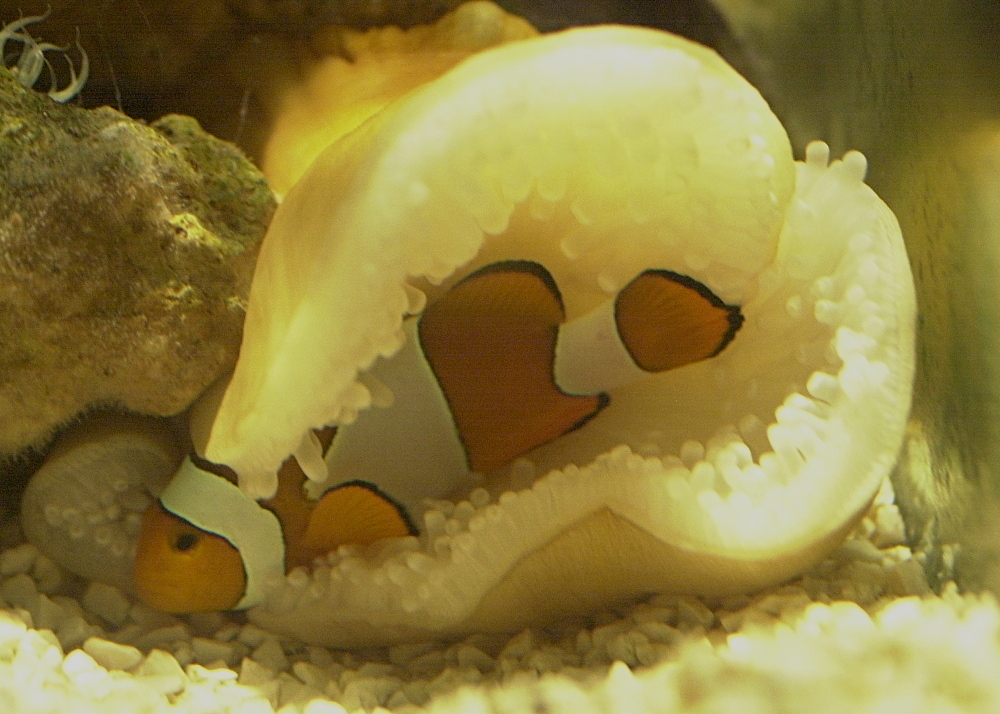 Afficher le média amphiprion_ocellaris1md amphiprion_ocellaris1md