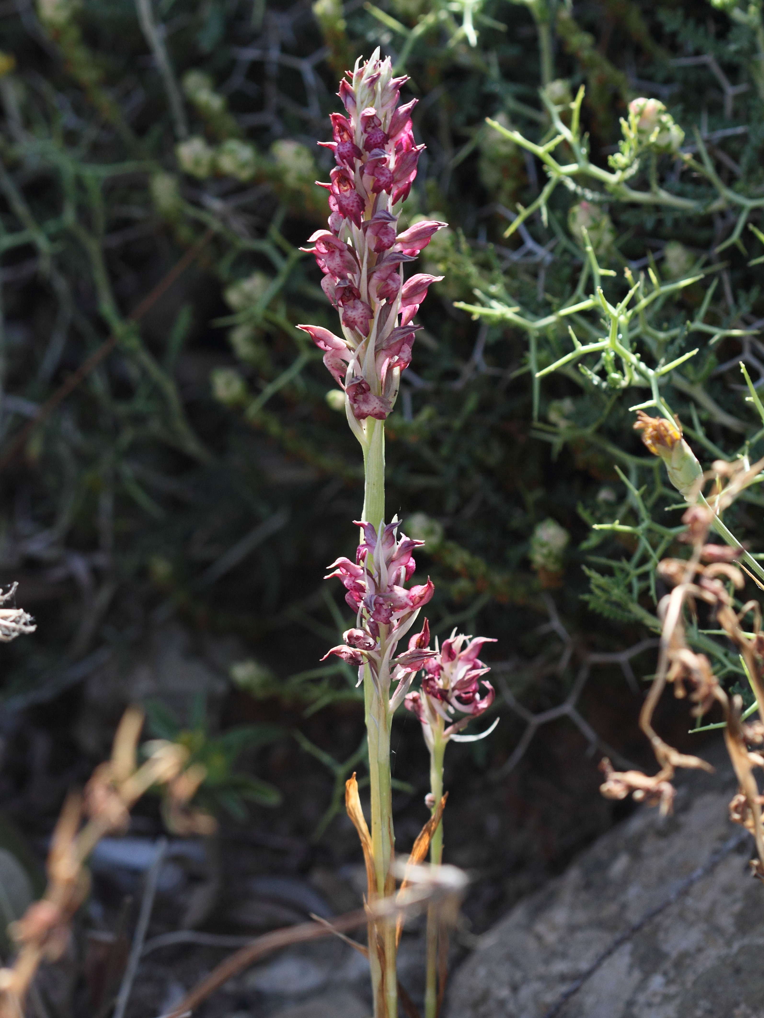 anacamptis_fragrans3bd