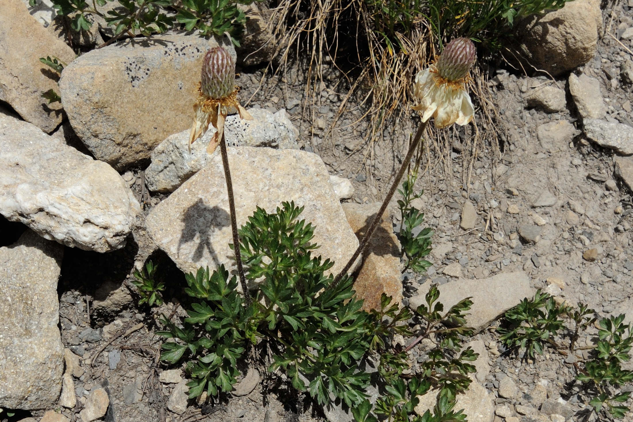 Afficher le média anemone_baldensis4md anemone_baldensis4md