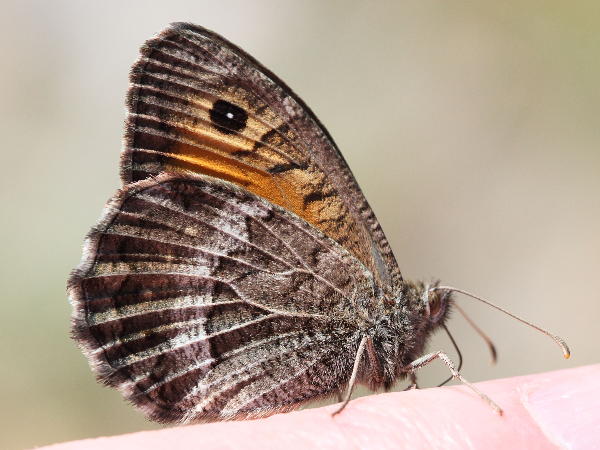 arethusana_arethusa4md