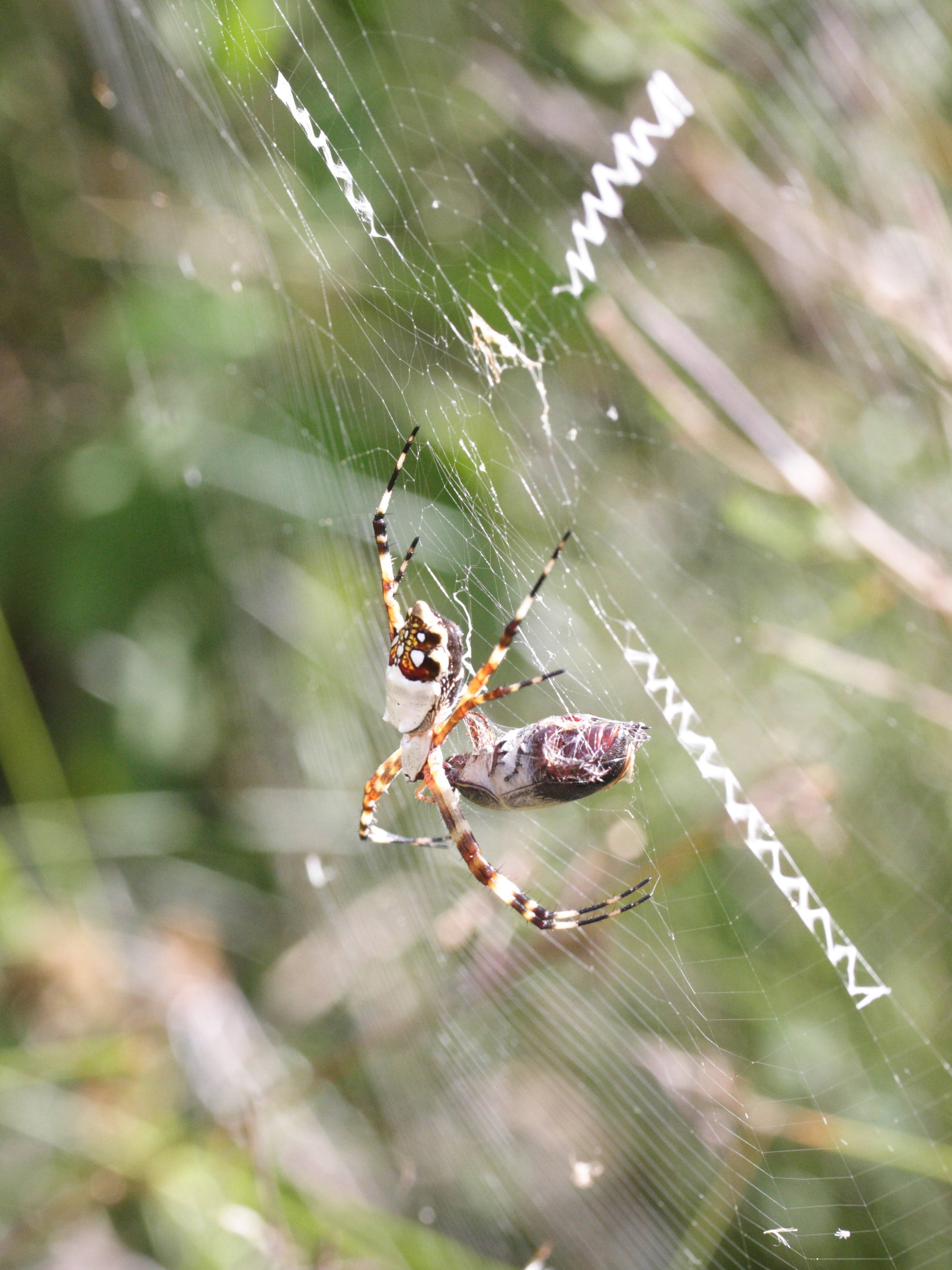 argiope_argentata3md