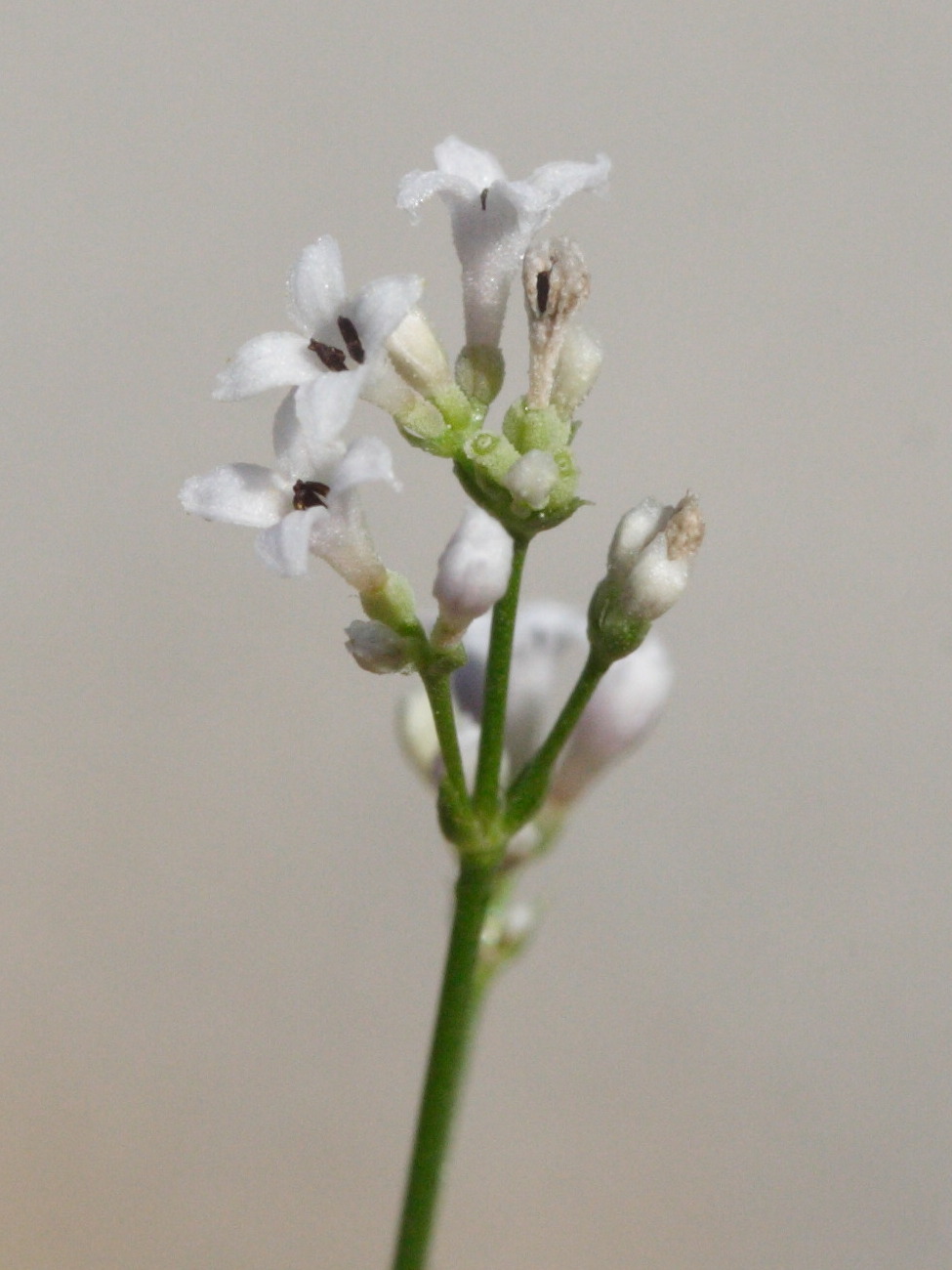 Afficher le média asperula_cynanchica6md asperula_cynanchica6md