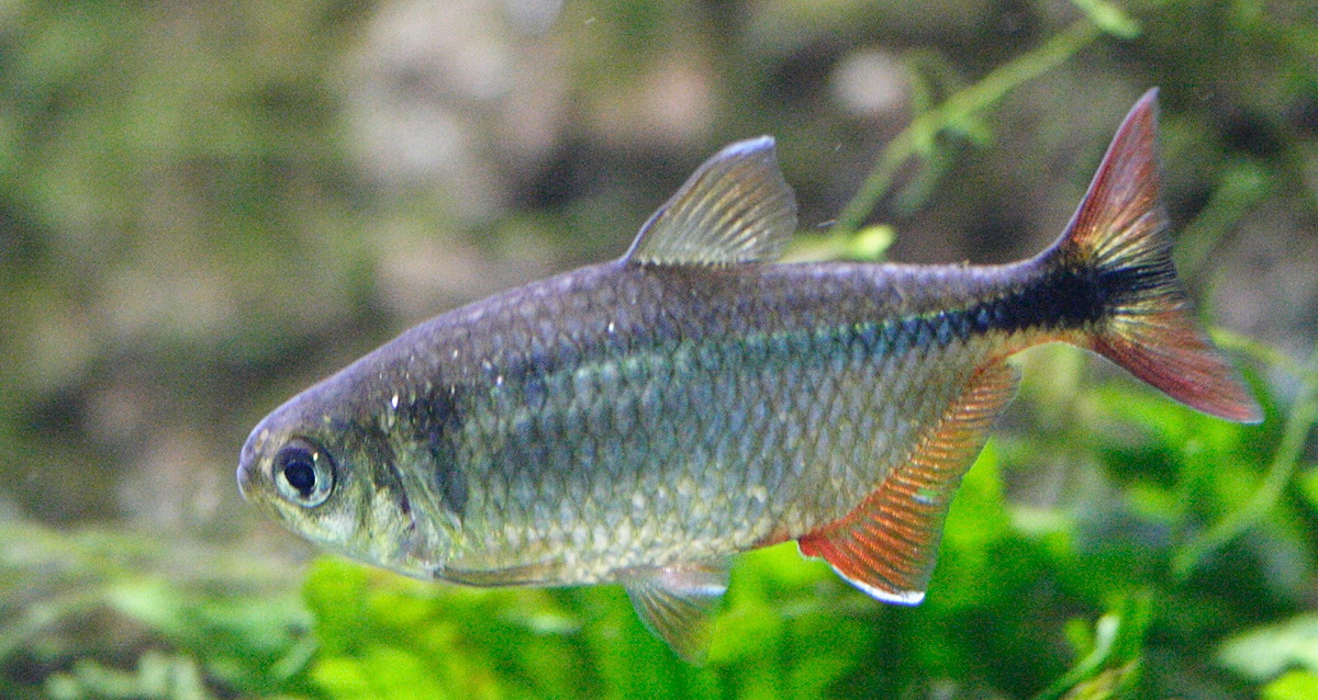 Afficher le média astyanax_fasciatus1md astyanax_fasciatus1md