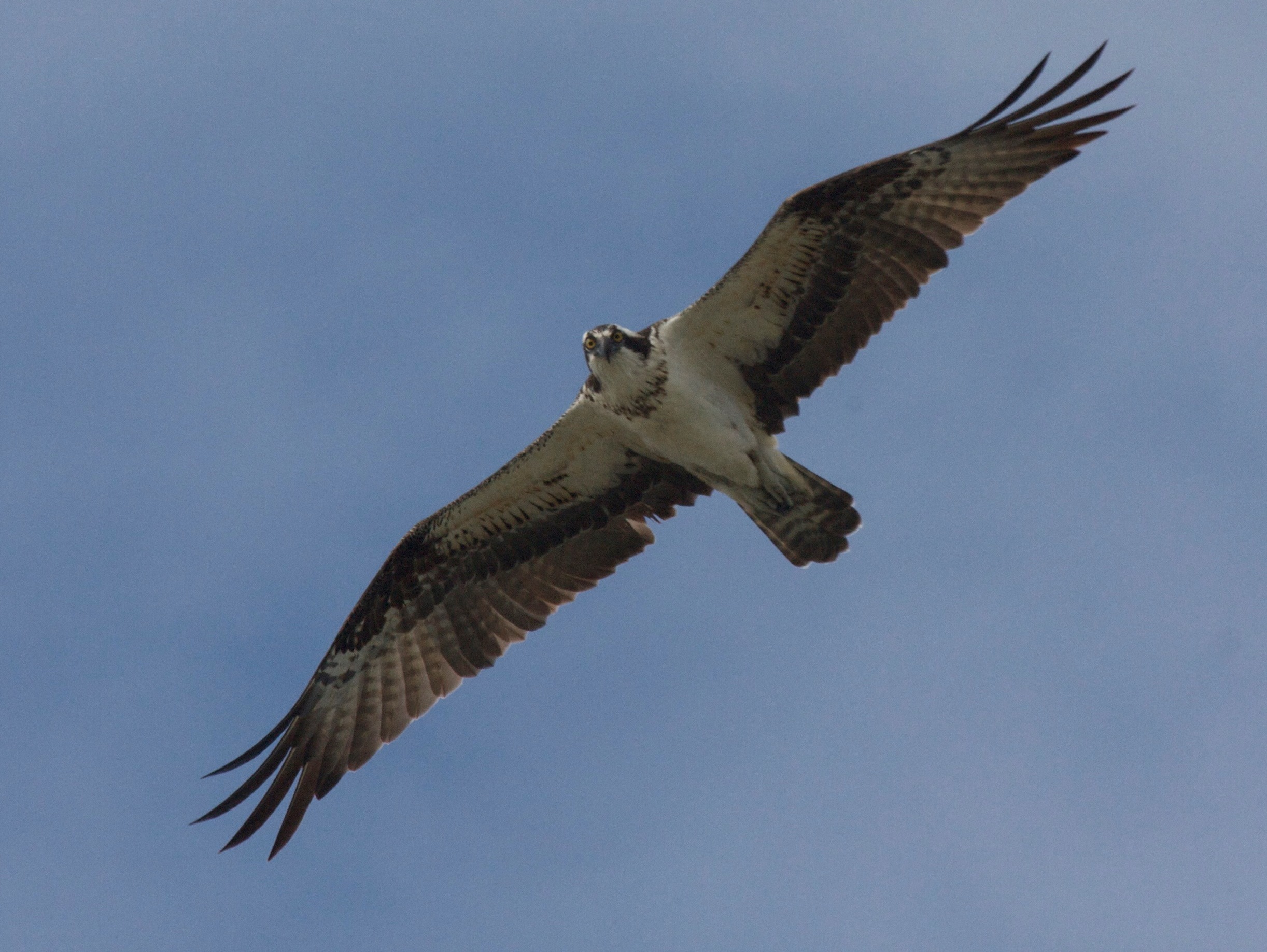 balbuzard_pecheur_-_pandion_haliaetus2bd