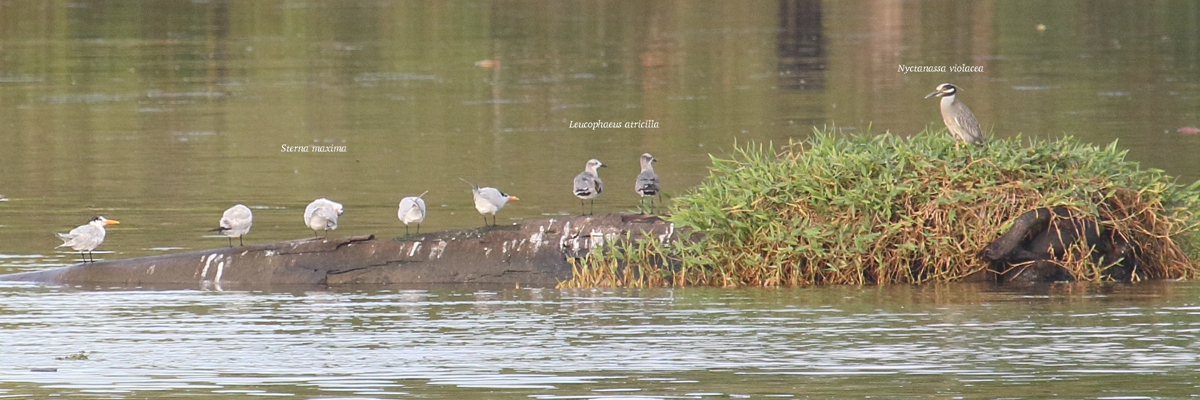 bihoreau_violace_-_nyctanassa_violacea3bd