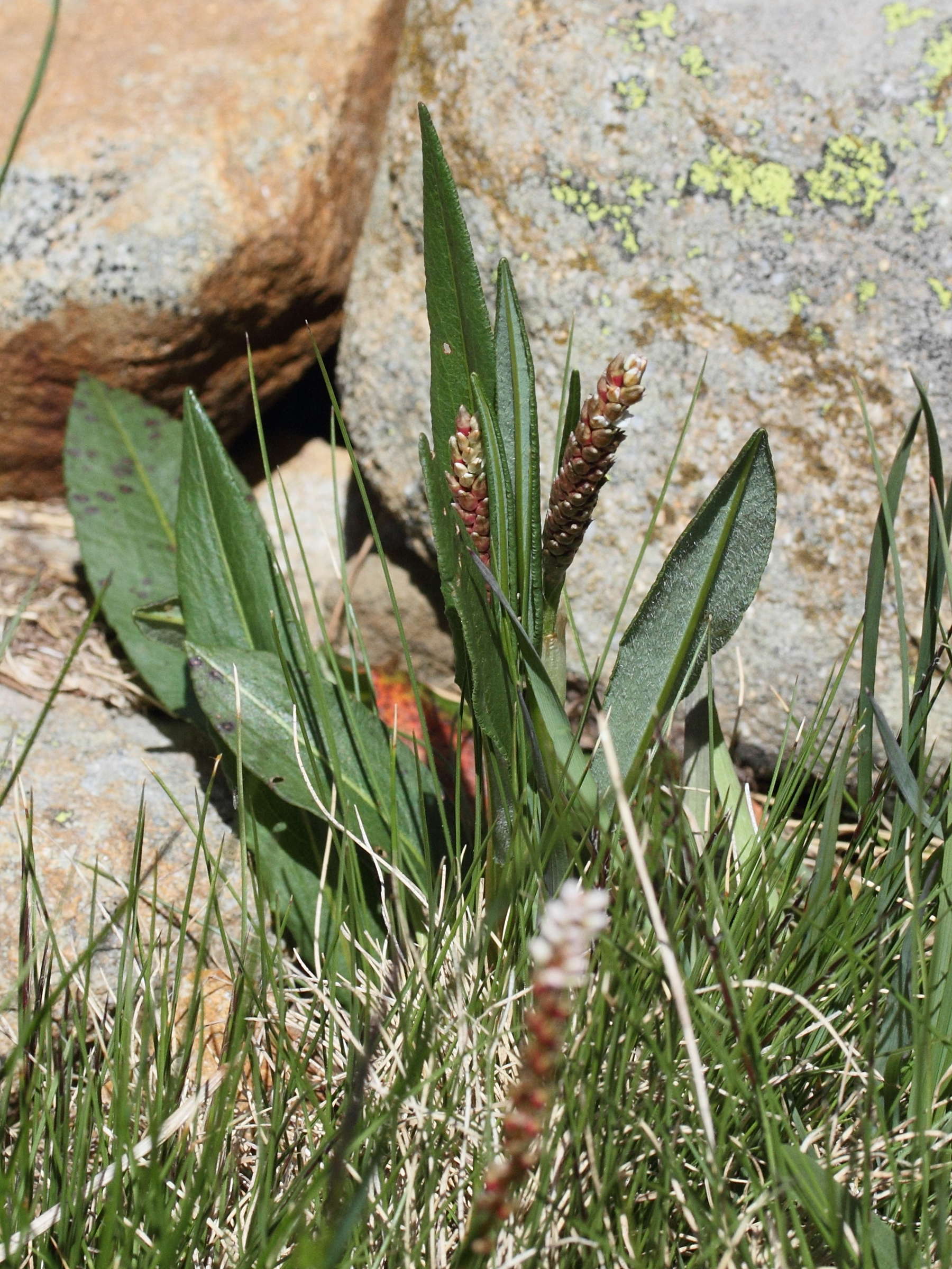 Afficher le média bistorta_vivipara3md bistorta_vivipara3md