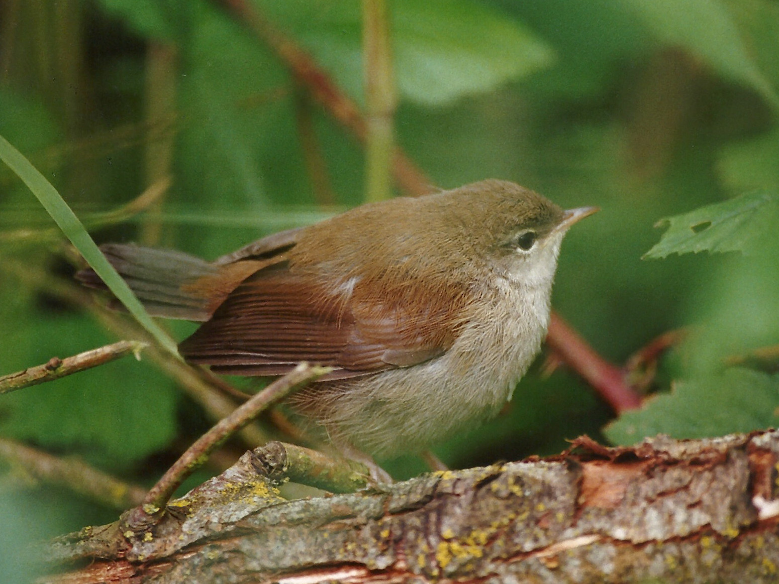 bouscarle_de_cetti_-_cettia_cetti1md