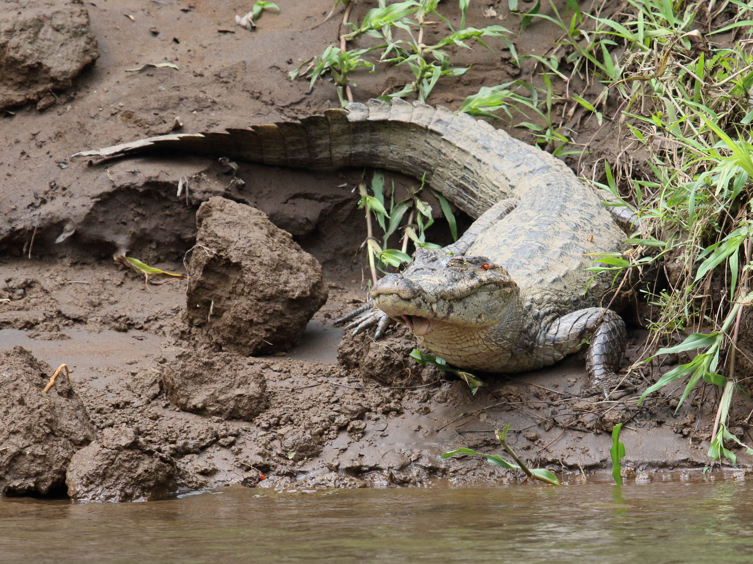 Afficher le média caiman_crocodilus6bd caiman_crocodilus6bd