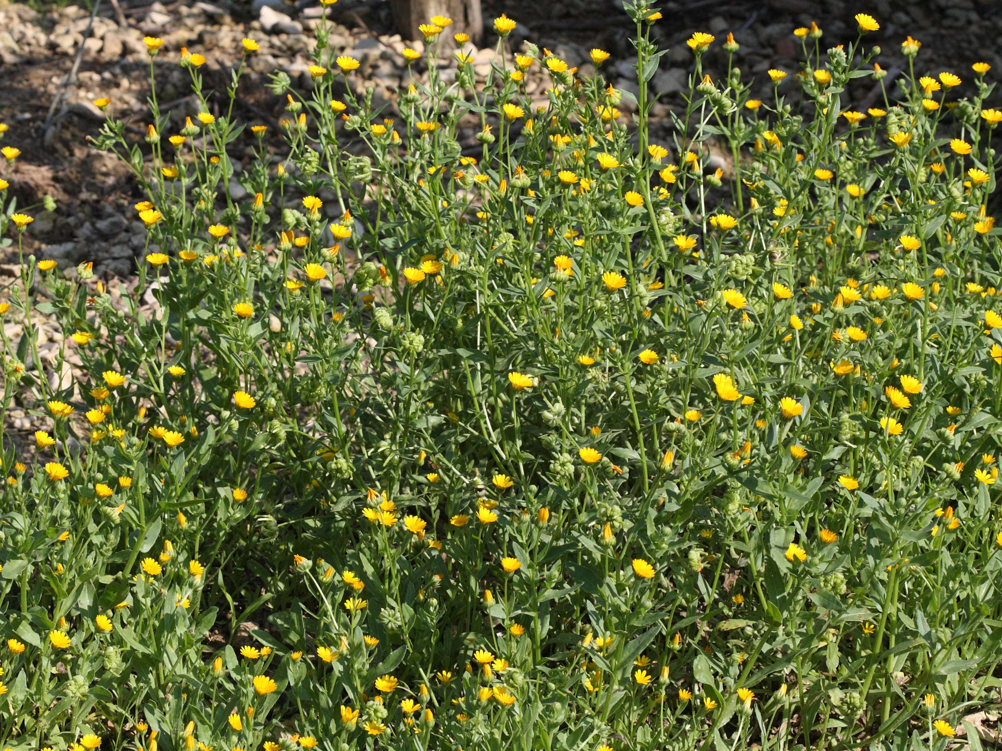 calendula_arvensis1amd