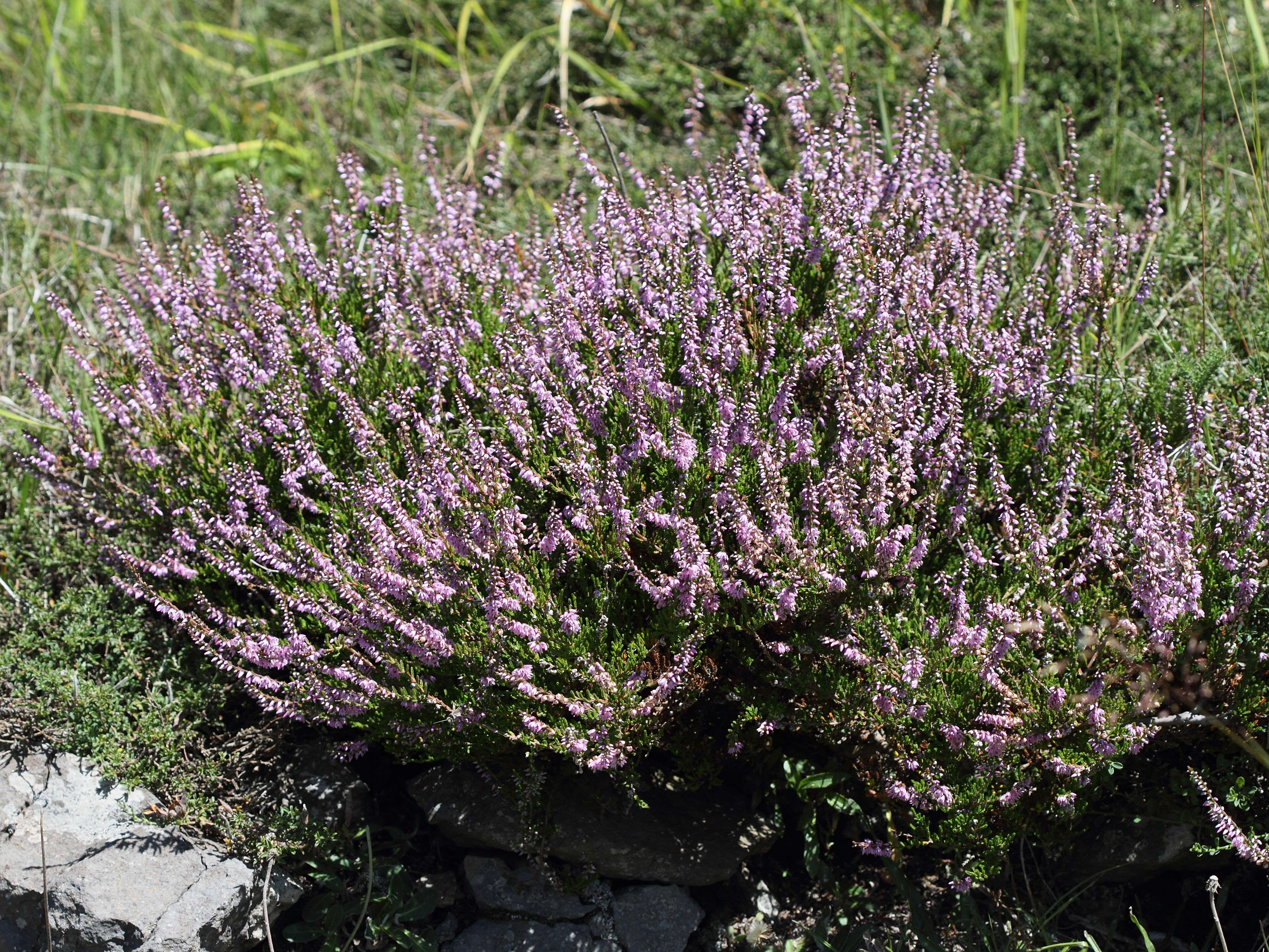 calluna_vulgaris1bd