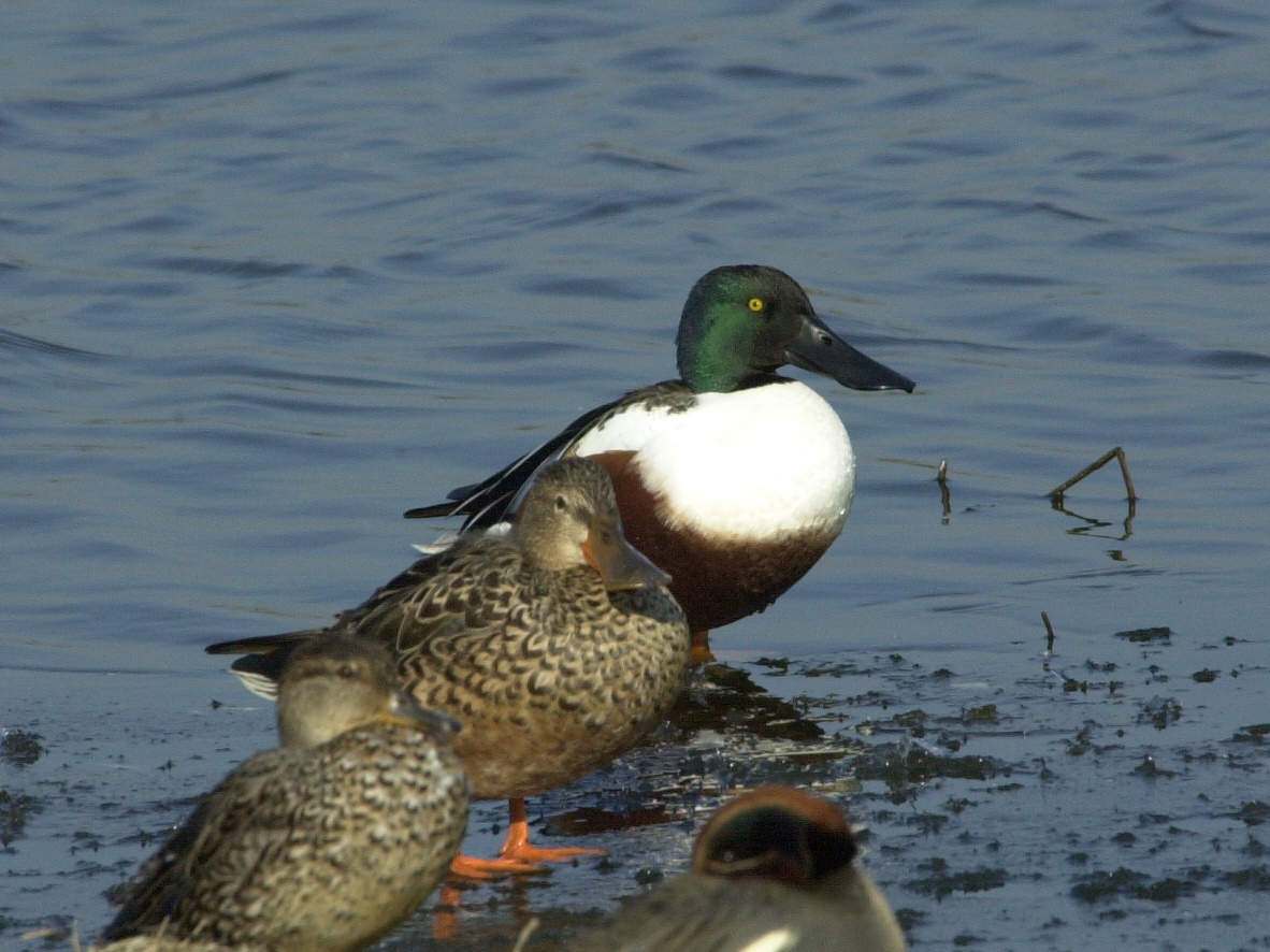 canard_souchet_-_anas_clypeata3bd