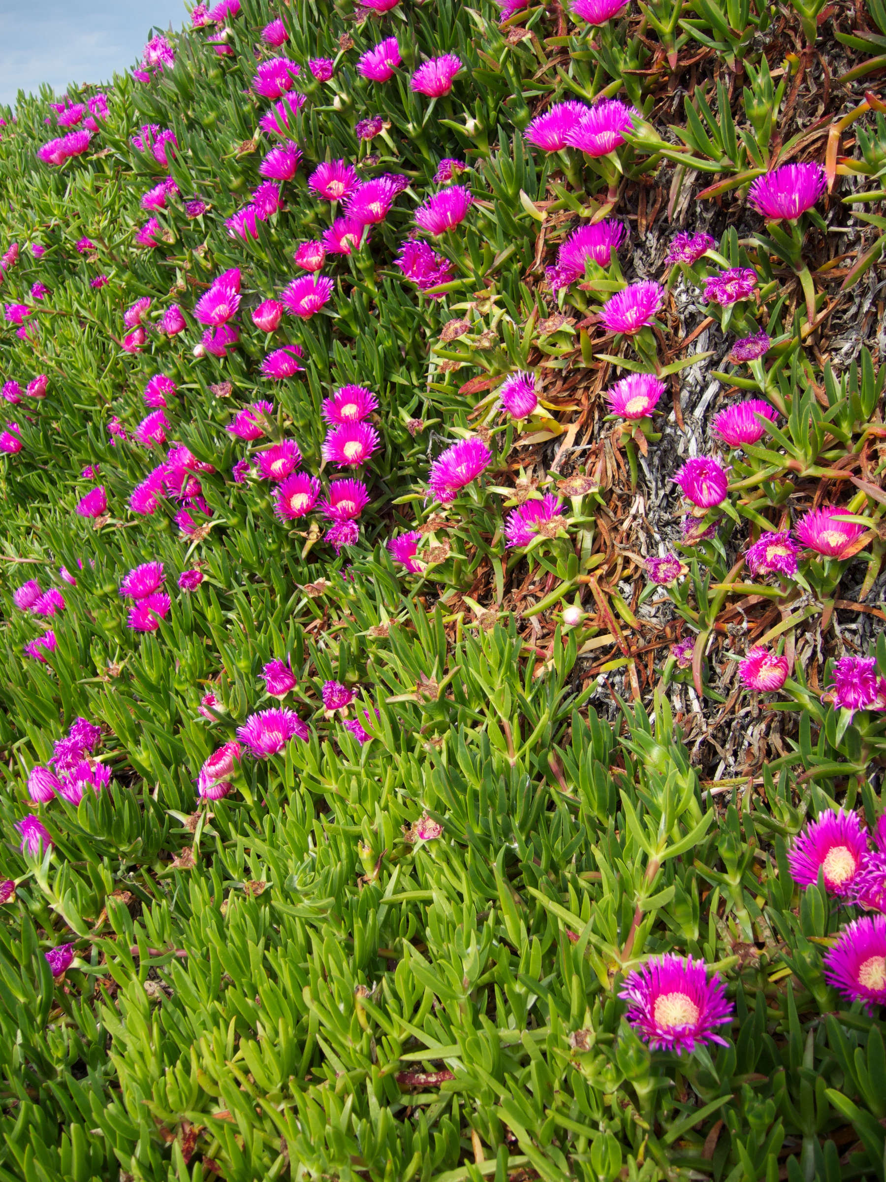 Afficher le média Carpobrotus_edulis Carpobrotus_edulis