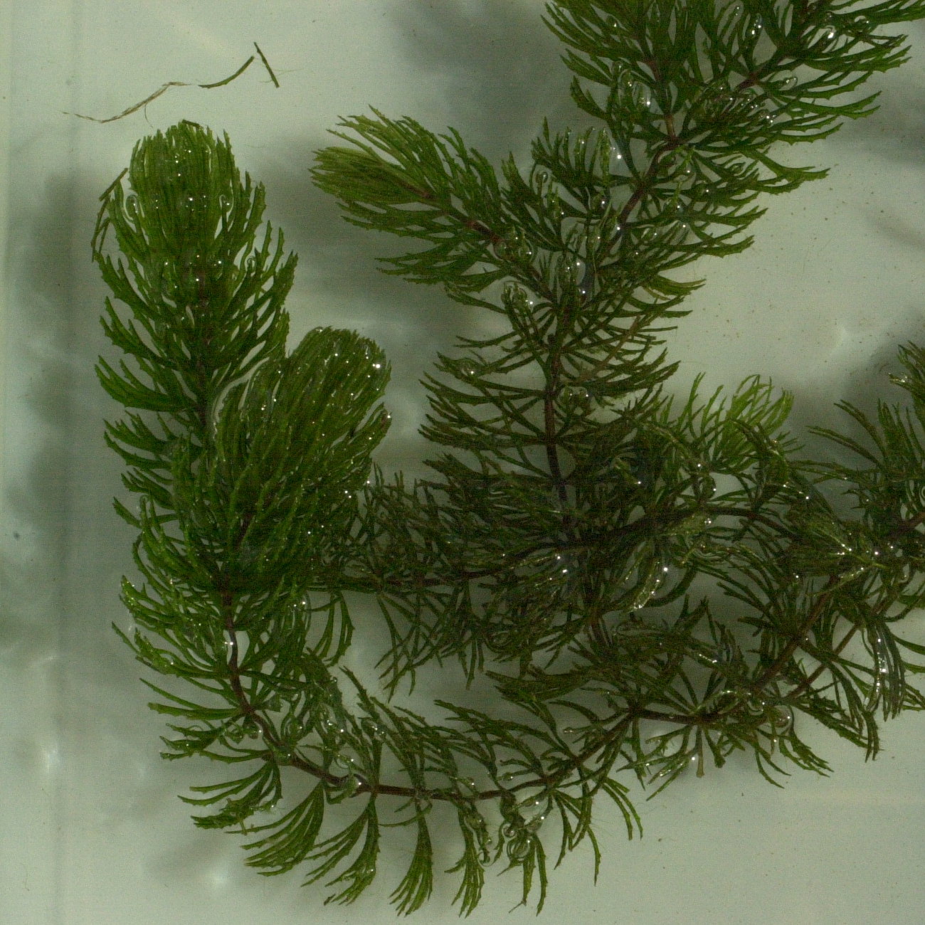 ceratophyllum_demersum2md