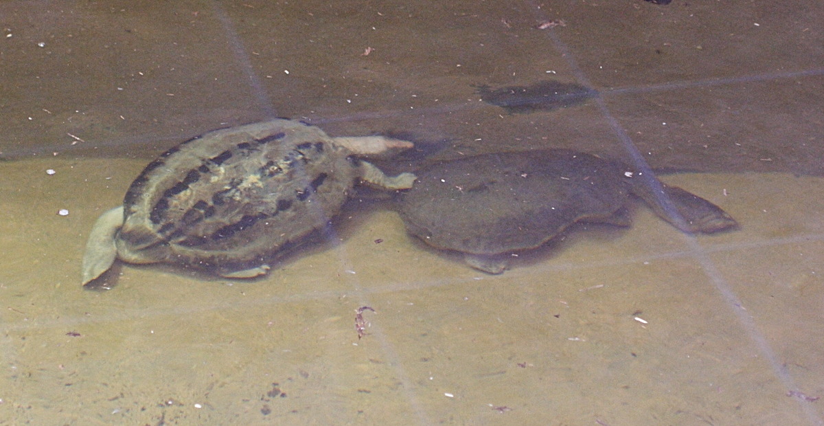 Chelodina_longicollis