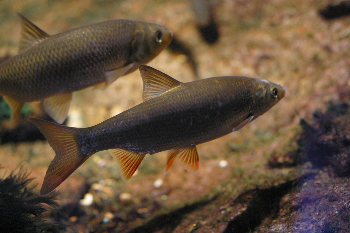 chondrostoma_nasus2md