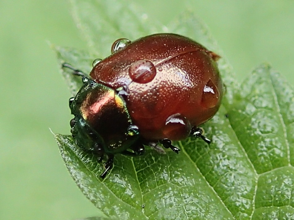 chrysolina_polita5md