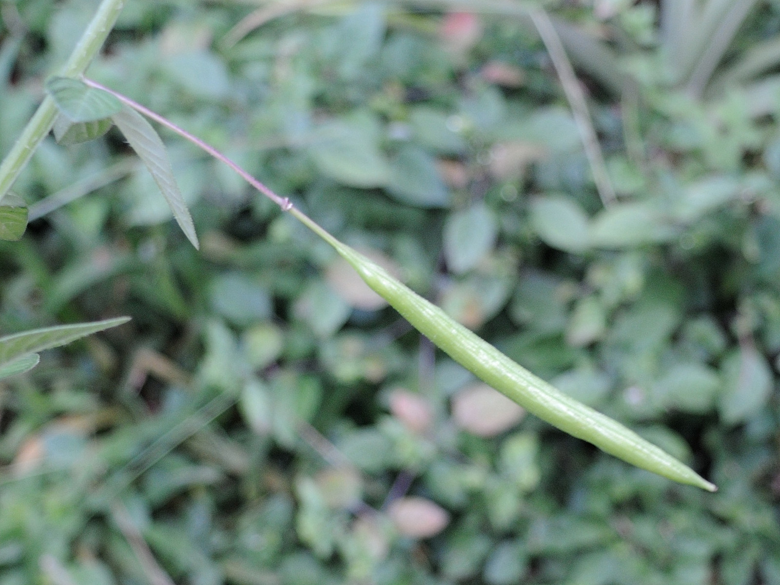 cleome_rutidosperma5md