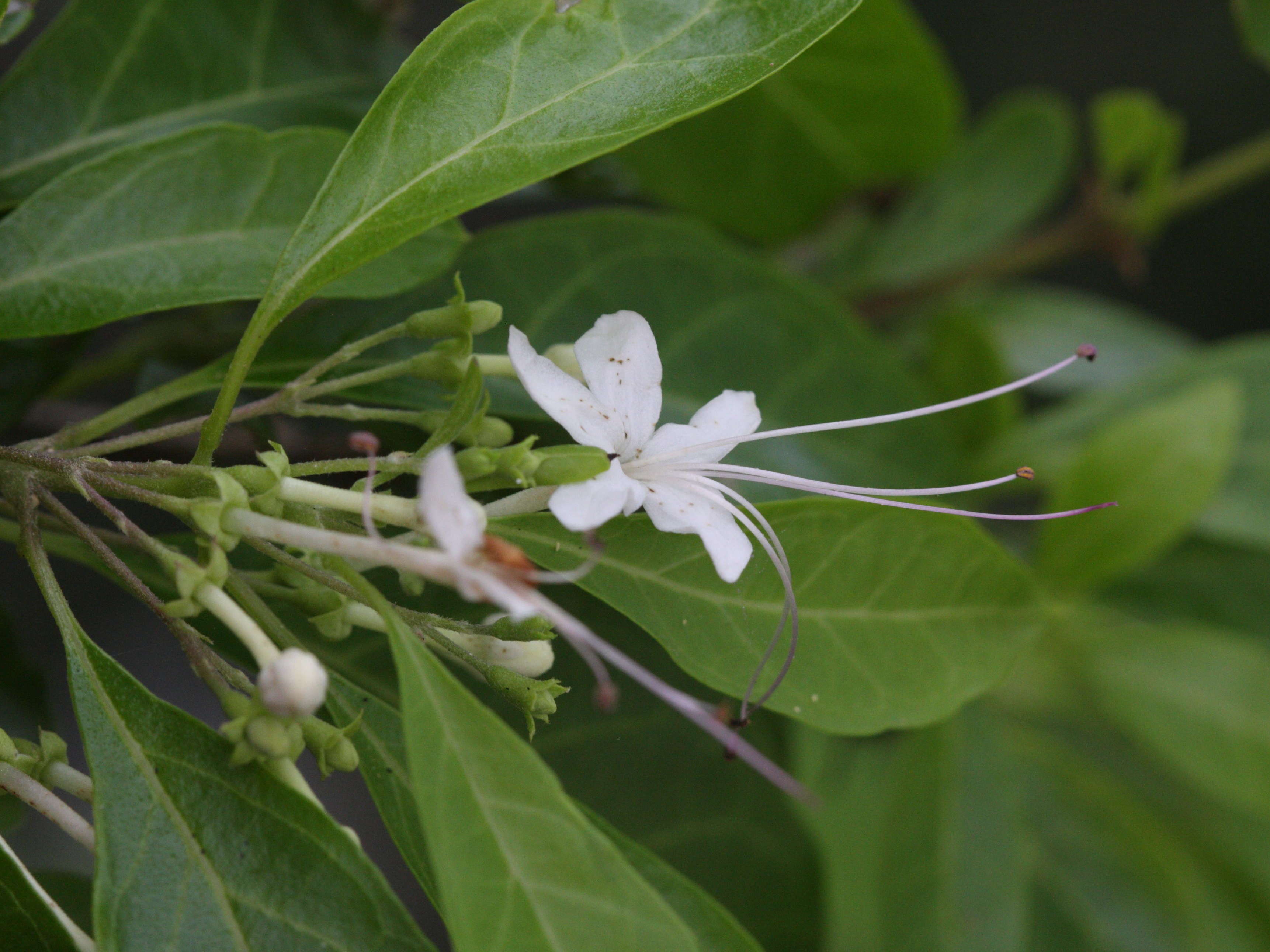 clerodendrum_aculeatum4md
