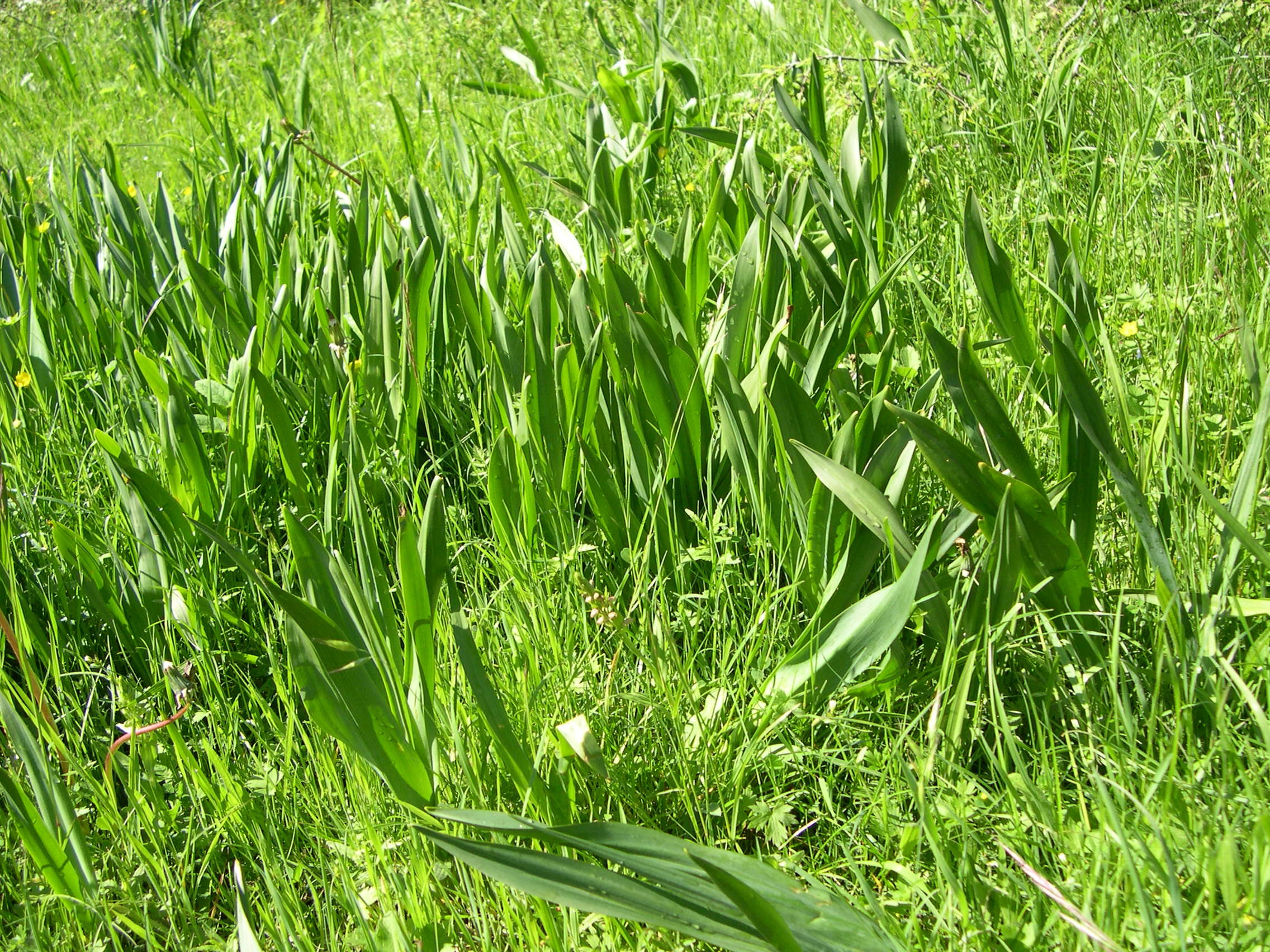 colchicum_autumnale3md