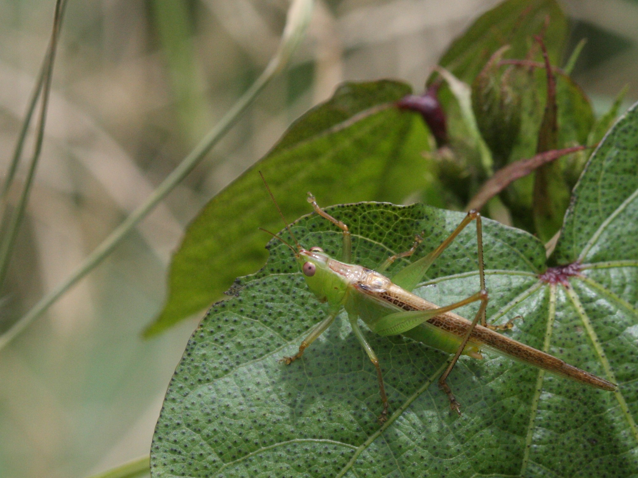 conocephalus_iris2md