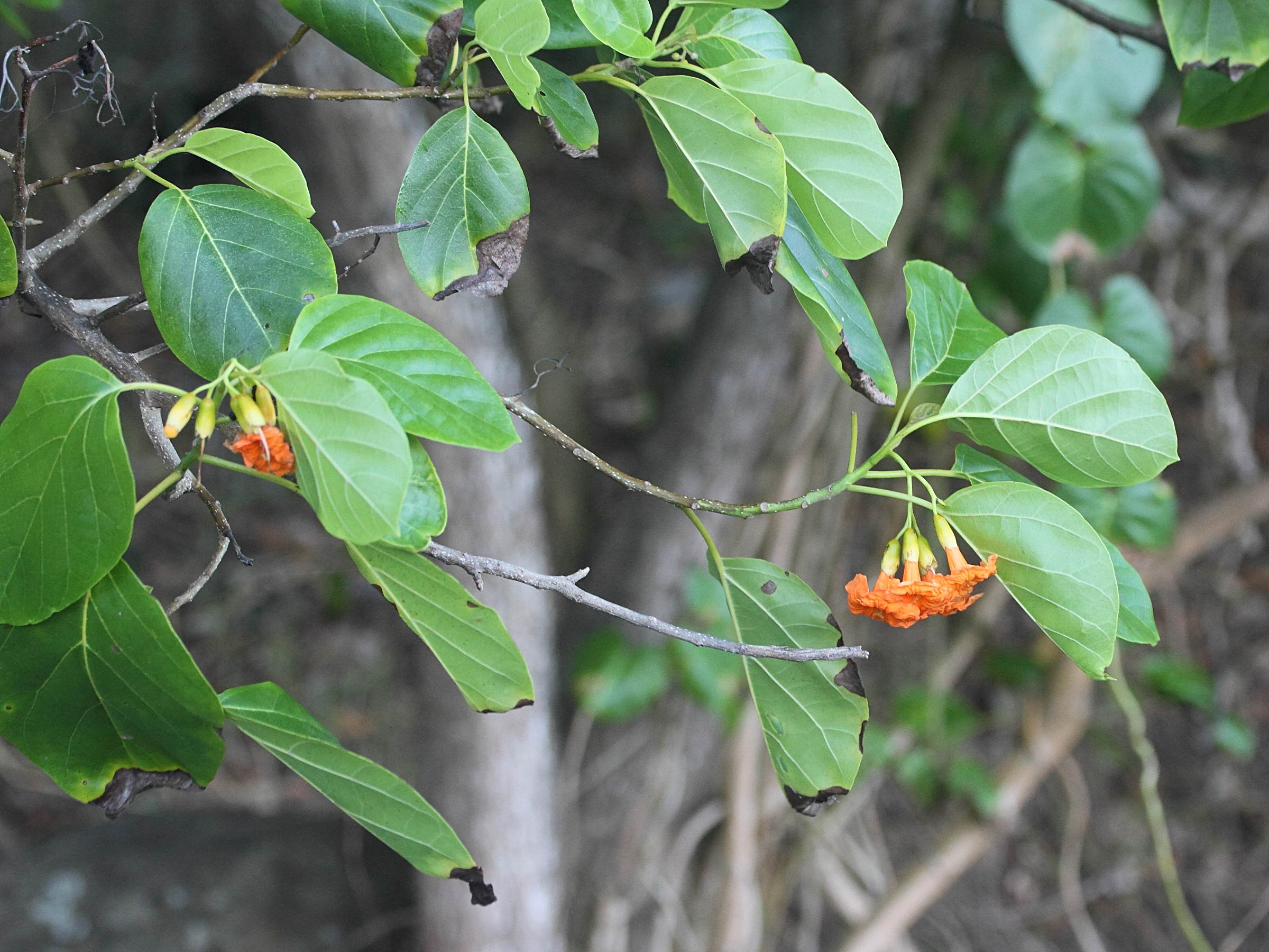 cordia_subcordata2md