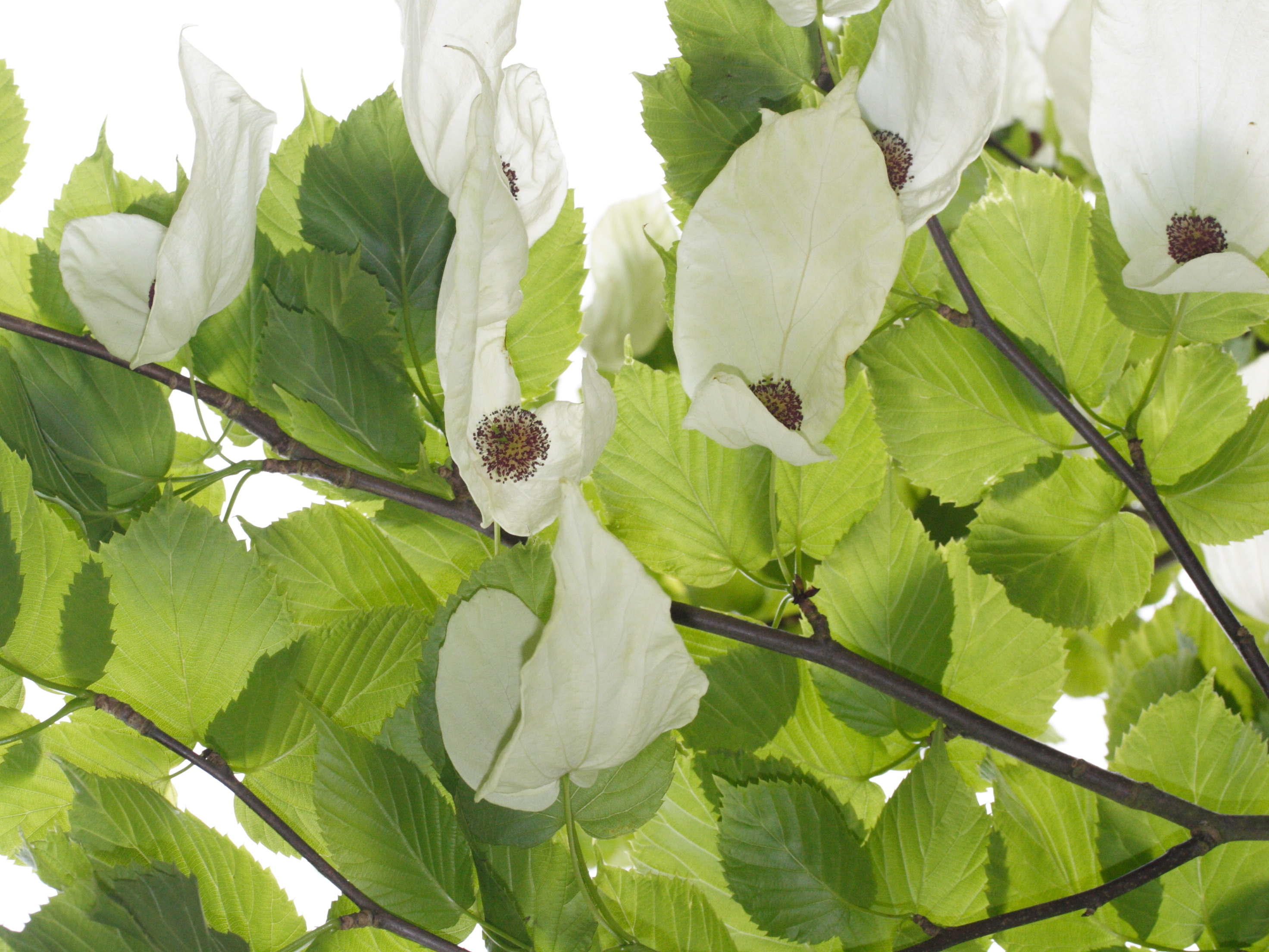 Afficher le média davidia_involucrata2bmd davidia_involucrata2bmd