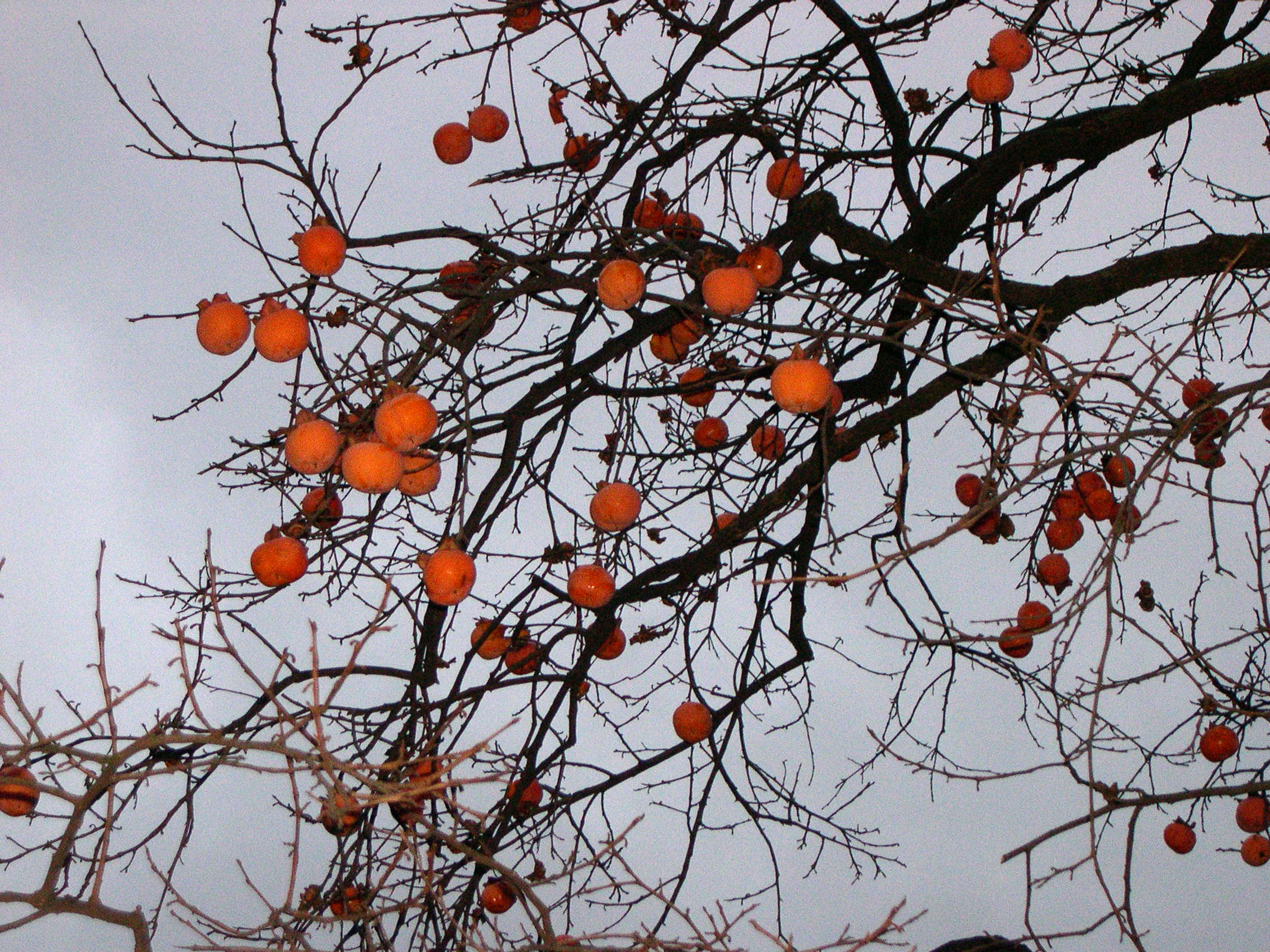 Afficher le média diospyros_kaki2md diospyros_kaki2md