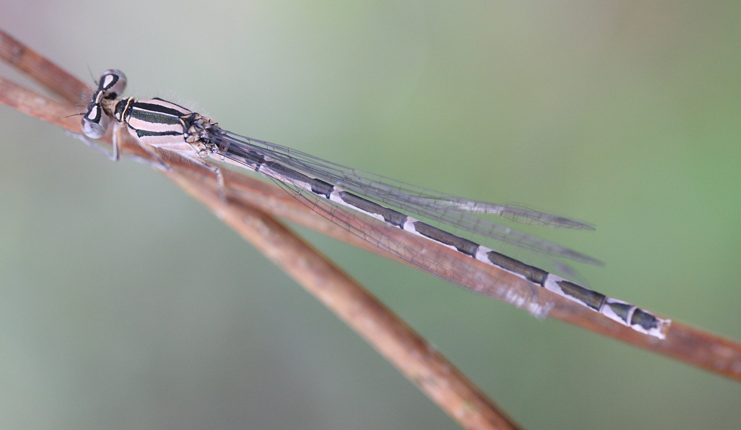 enallagma_cyathigerum7bmd