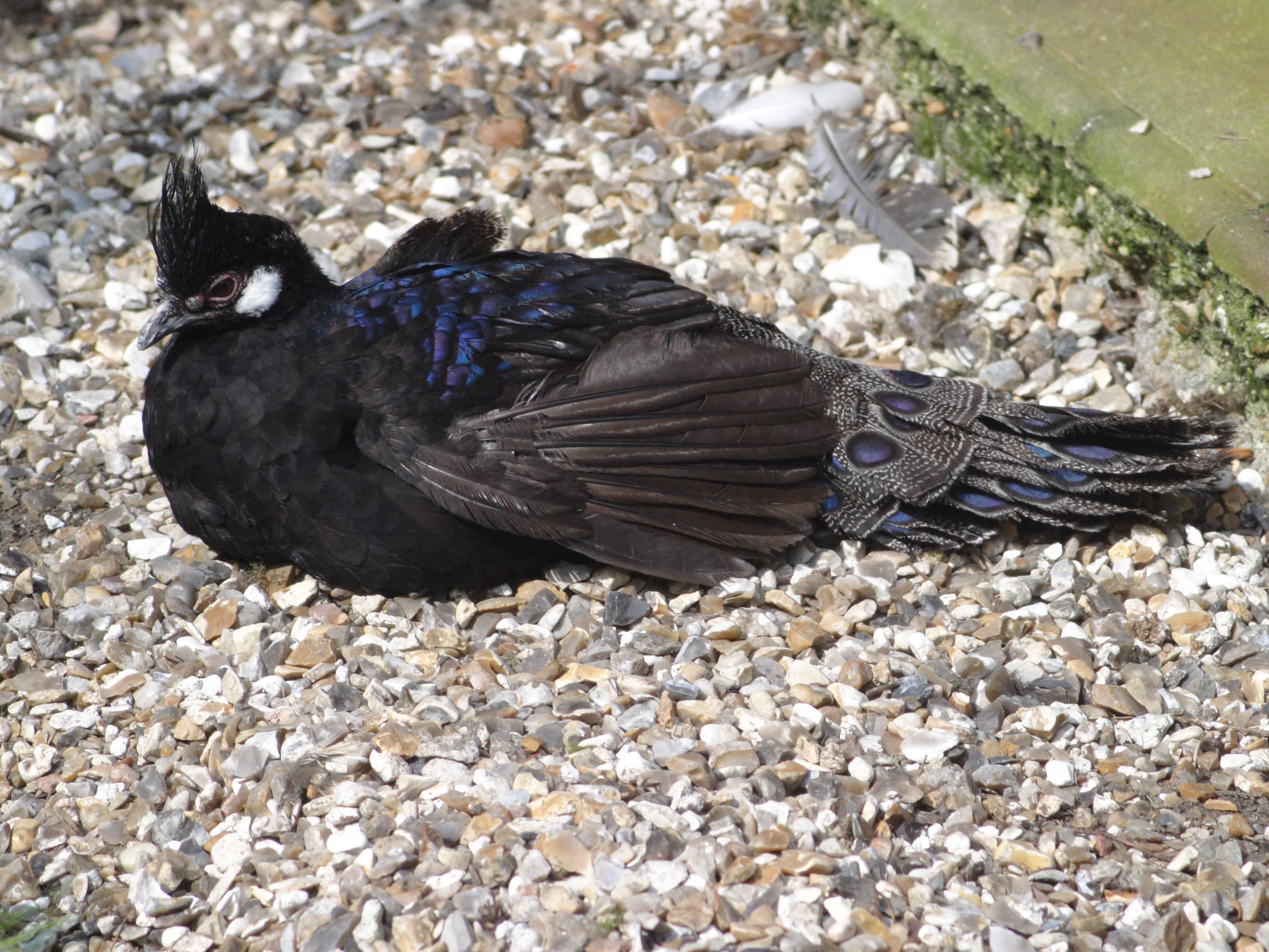 eperonnier_napoleon_-_polyplectron_napoleonis1md