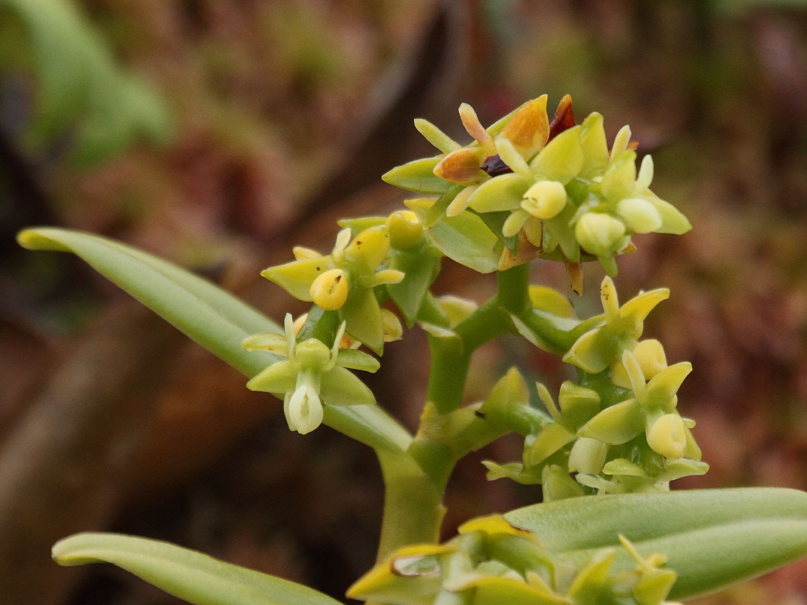 epidendrum_dendrobioides2bd