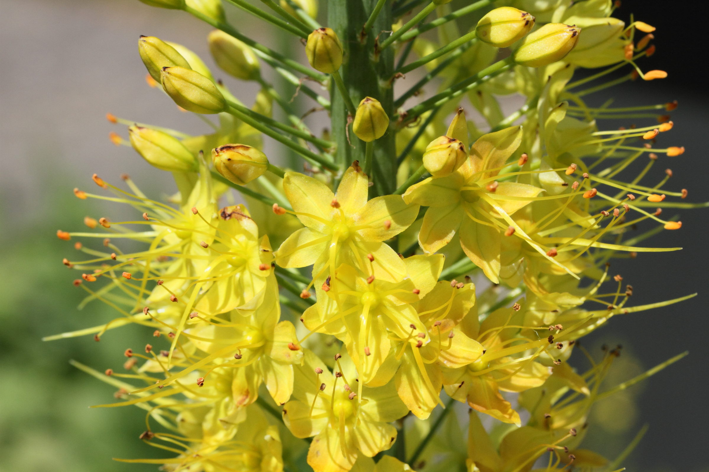 Afficher le média eremurus_stenophyllus2md eremurus_stenophyllus2md