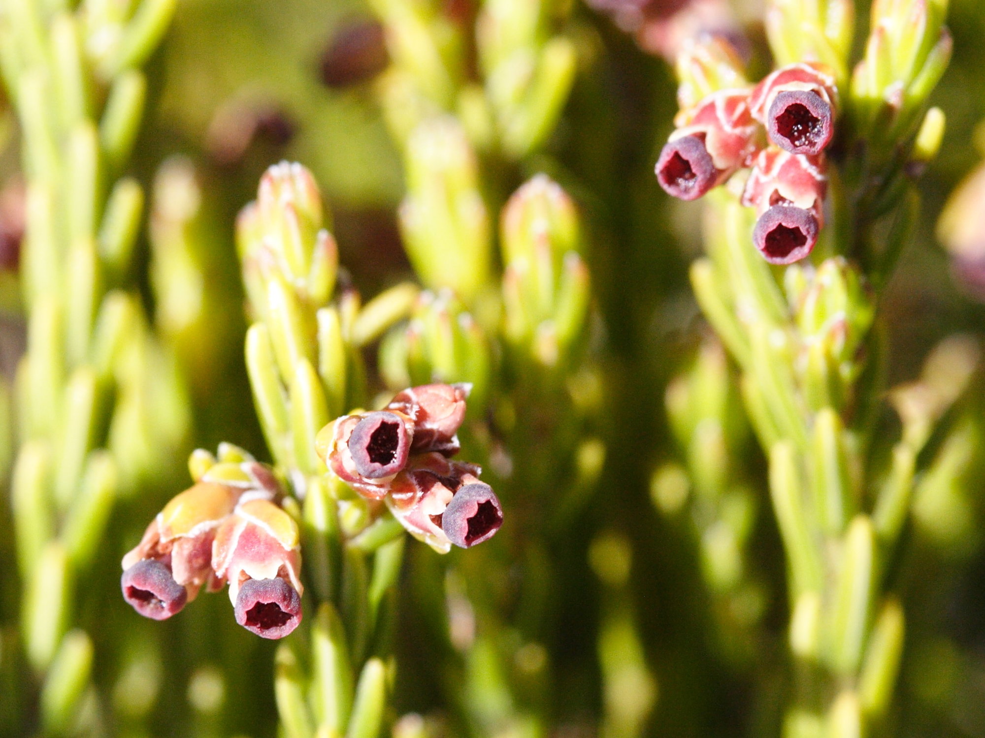 erica_reunionensis5md