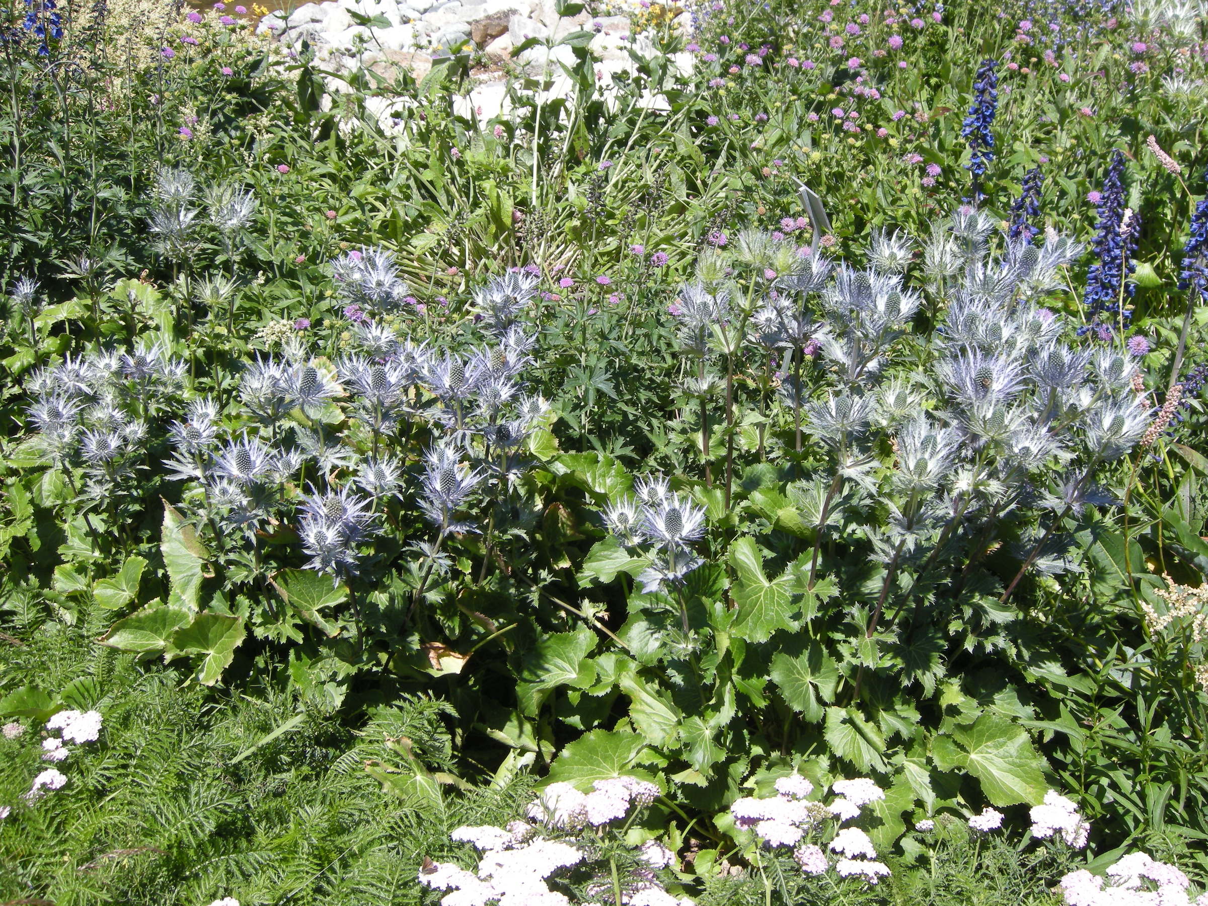 eryngium_alpinum1bmd