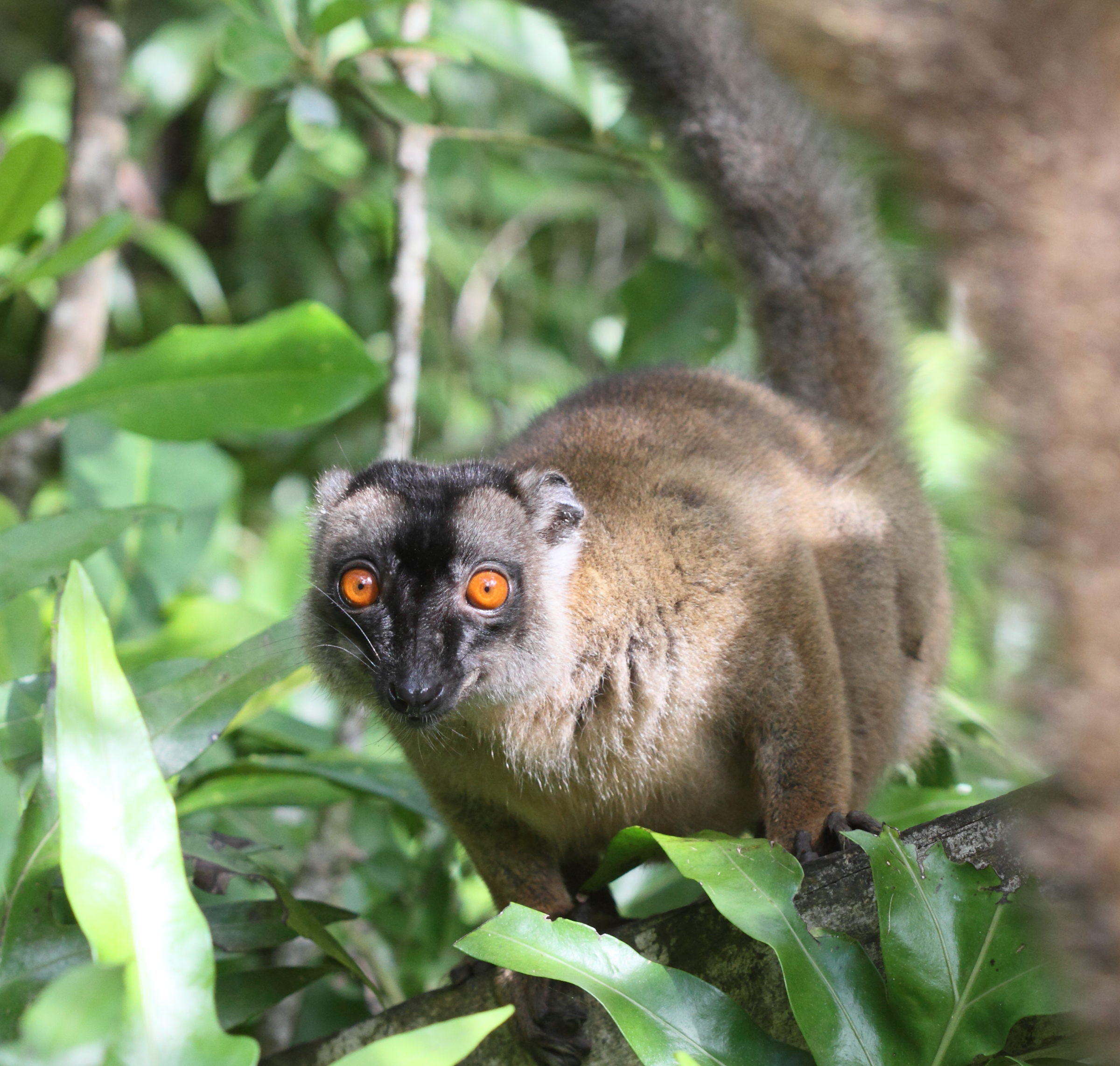 eulemur_fulvus_mayottensis5bd