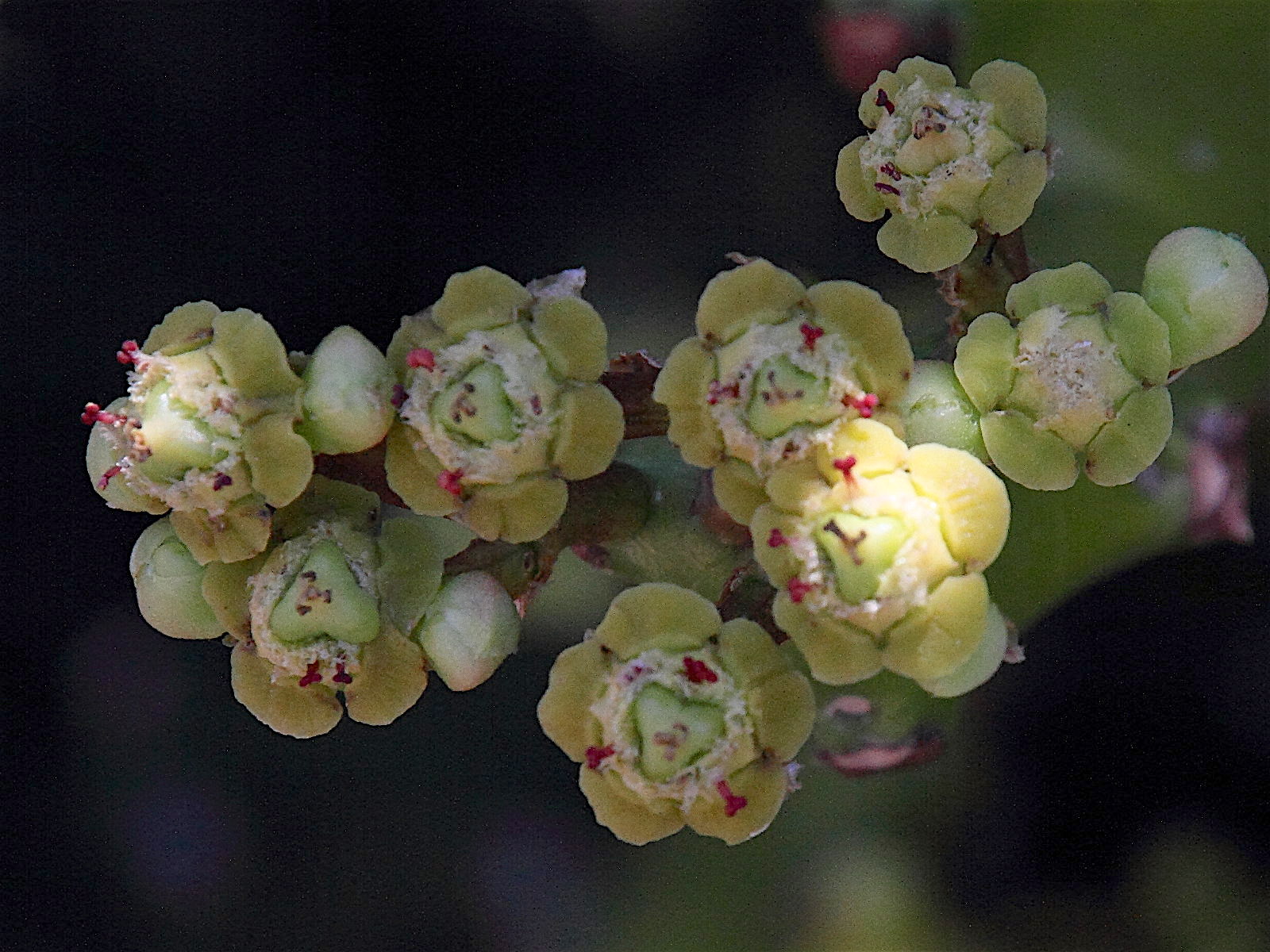 Afficher le média euphorbia_mayurnathanii3md euphorbia_mayurnathanii3md