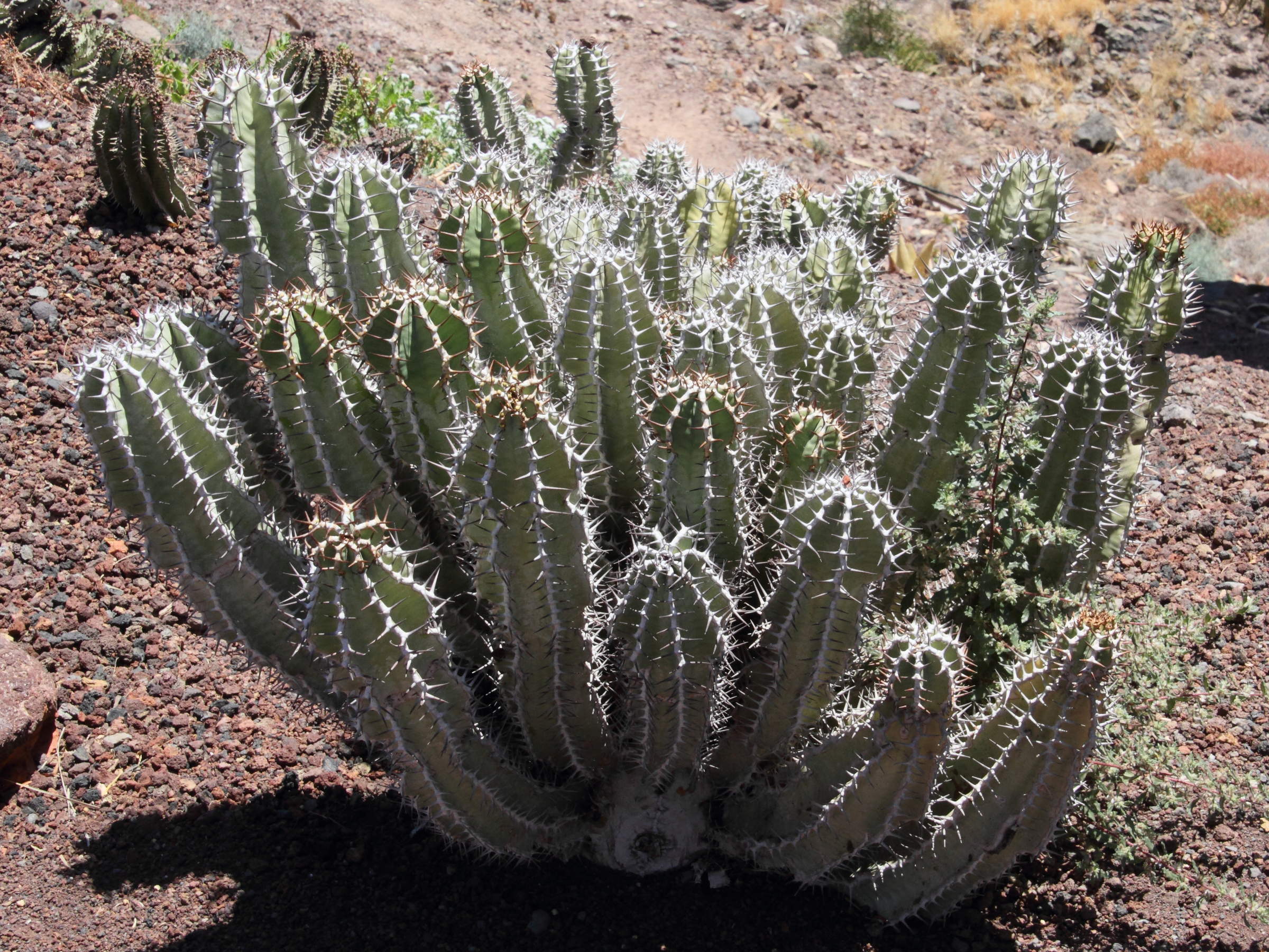 Afficher le média euphorbia_polyacantha1md euphorbia_polyacantha1md