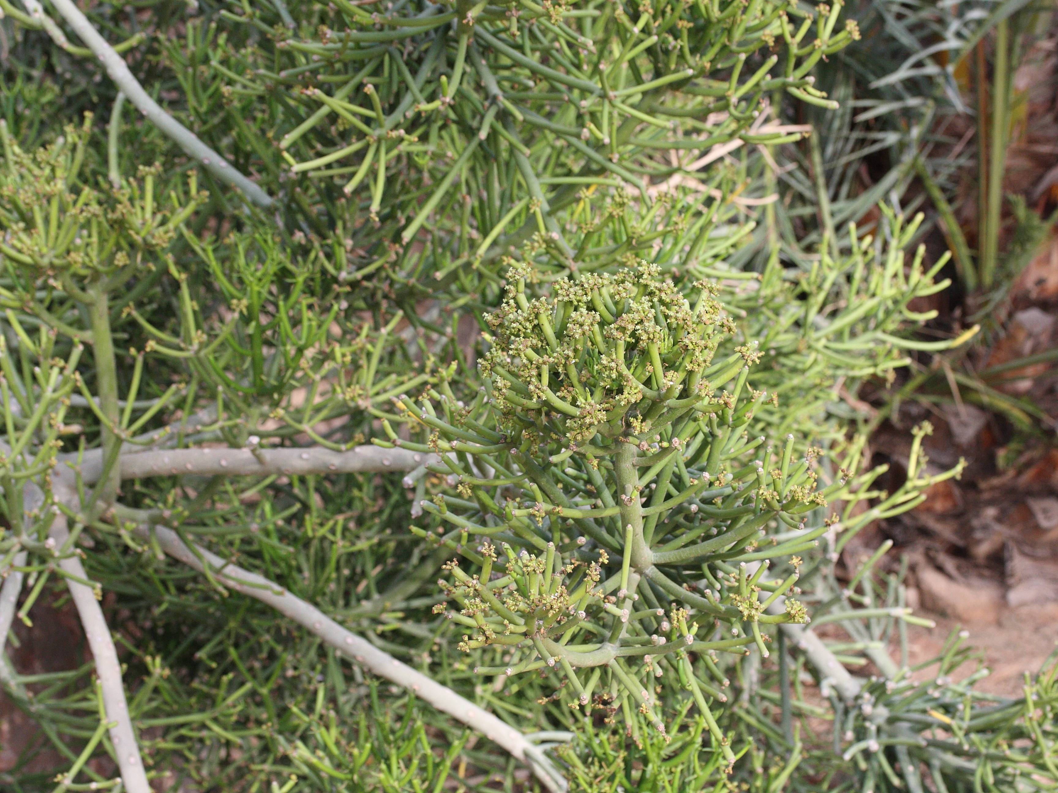 euphorbia_tirucalli1md