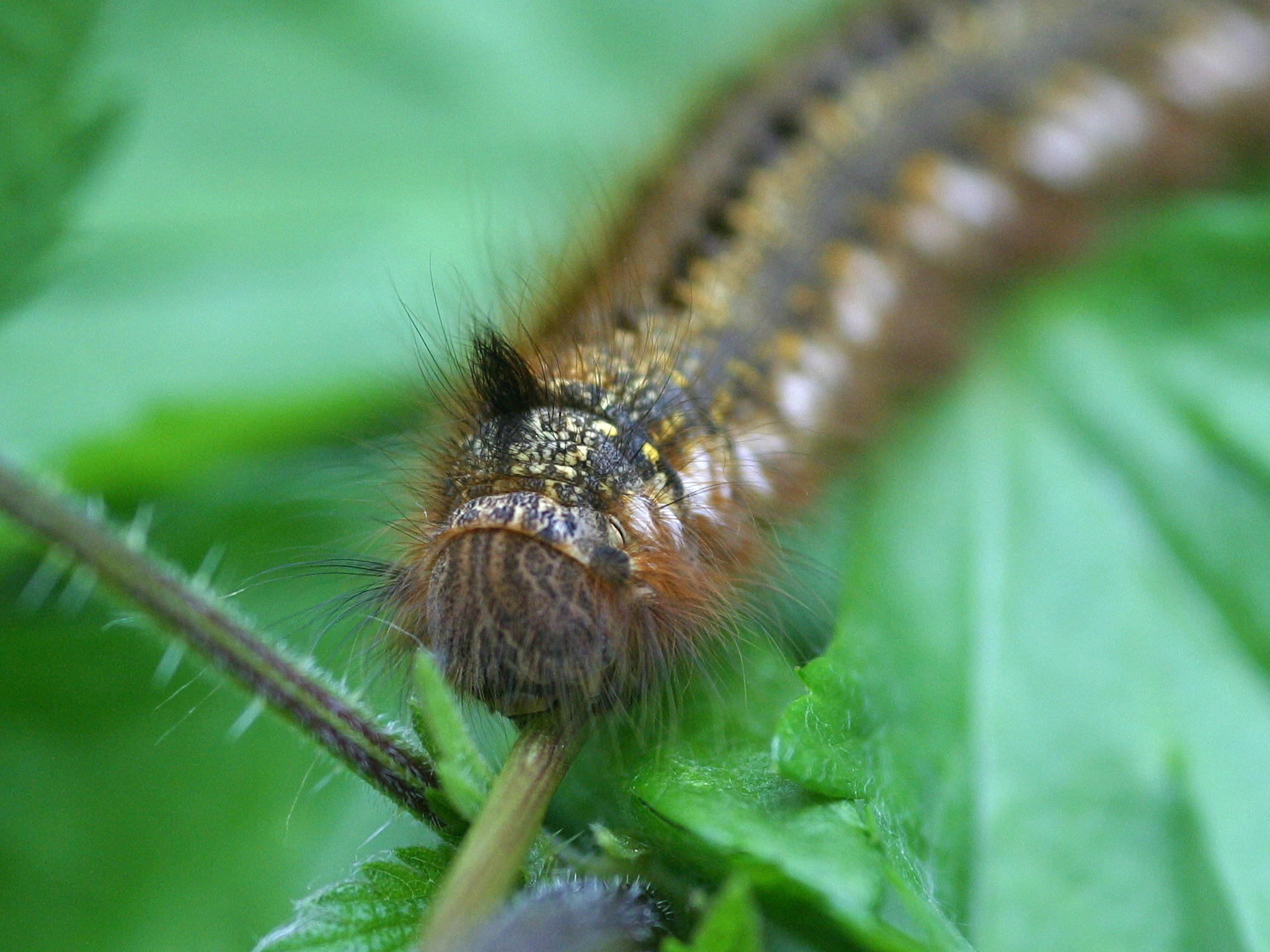 euthrix_potatoria_ch2bd