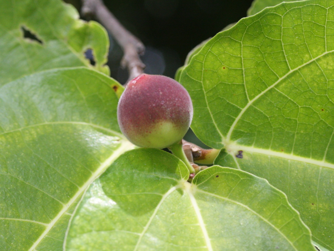 Ficus_aspera